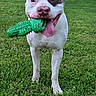 animal, brown_patch, canine, close_up, cute, daylight, dog, friendly, grass, green_toy, greenery, happy, lawn, nature, outdoor, pet, playful, standing, tongue_out, white_dog