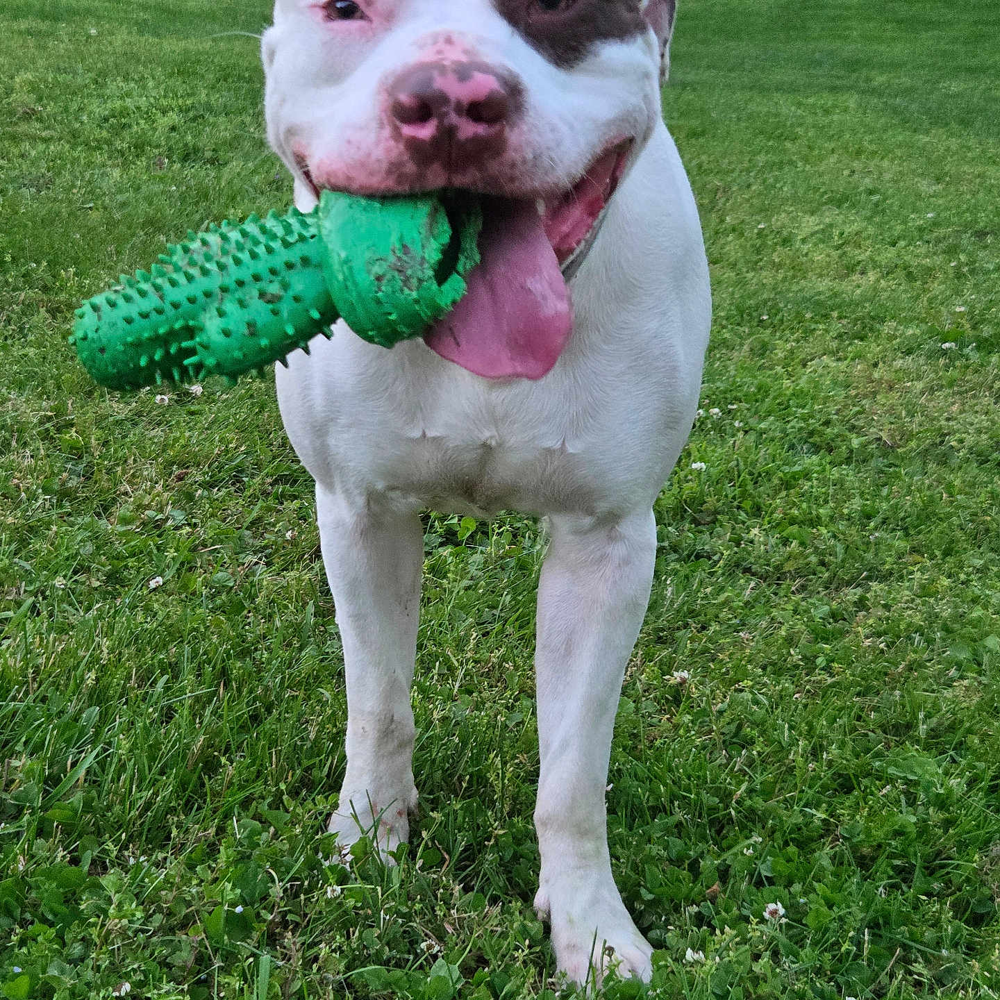 Buck is registered to the contest to win money with this photo: animal, brown_patch, canine, close_up, cute, daylight, dog, friendly, grass, green_toy, greenery, happy, lawn, nature, outdoor, pet, playful, standing, tongue_out, white_dog