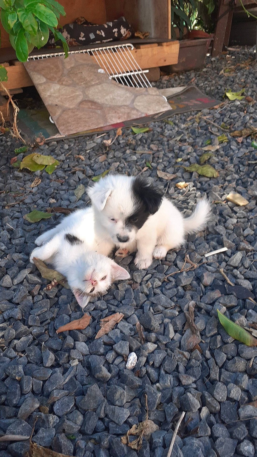 Noël a rejoint le concours — aidez-le/la à gagner de superbes lots ! canidae, carnivore, cat, companion_dog, dog_breed, domestic_short_haired_cat, eye, fawn, felidae, fur, grass, paw, plant, road_surface, small_to_medium_sized_cats, snout, soil, sporting_group, tail, whiskers