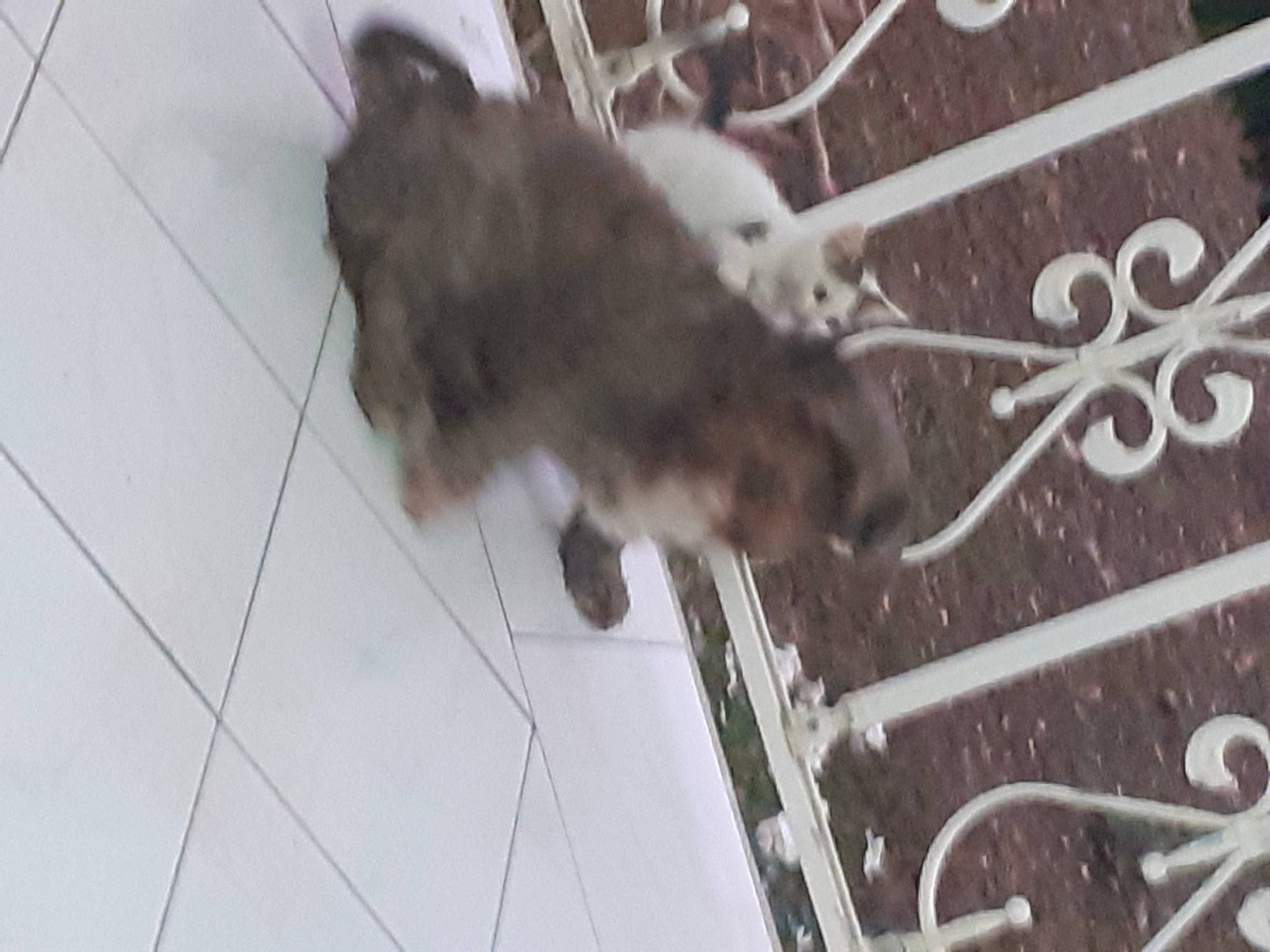 Noël participe au concours pour gagner de l'argent avec cette photo : animal_shelter, canidae, carnivore, cat, dog_breed, domestic_short_haired_cat, fawn, felidae, flooring, fur, grey, monochrome, paw, small_to_medium_sized_cats, snout, sporting_group, tail, whiskers, winter, wood