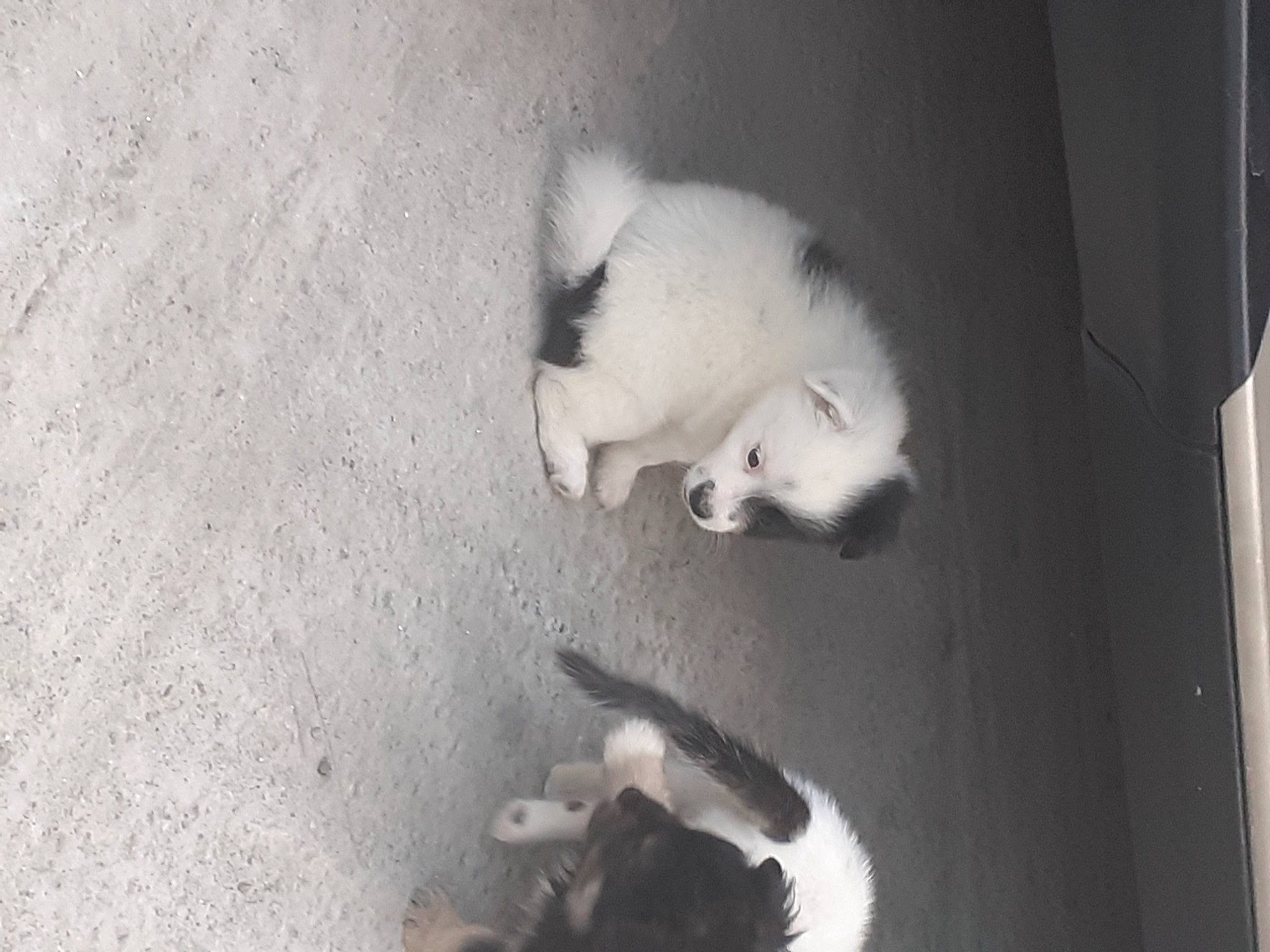 Noël participe au concours pour gagner de l'argent avec cette photo : canidae, carnivore, cat, claw, dog_breed, domestic_short_haired_cat, fang, felidae, fur, monochrome, monochrome_photography, paw, shadow, small_to_medium_sized_cats, sporting_group, tail, terrestrial_animal, whiskers, wildlife, wood