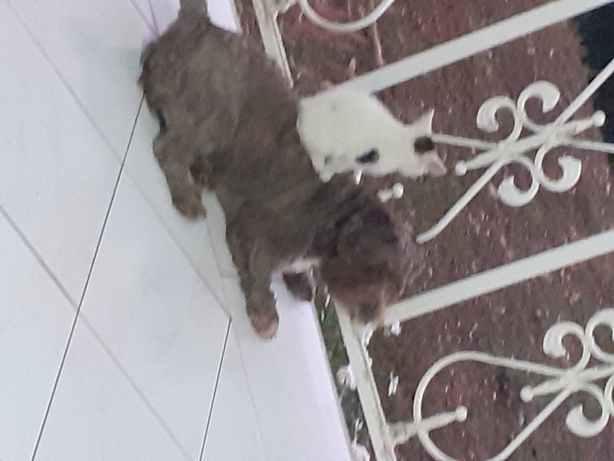 Noël a rejoint le concours — aidez-le/la à gagner de superbes lots ! art, canidae, carnivore, companion_dog, dog_breed, domestic_short_haired_cat, fawn, felidae, flooring, fur, hardwood, metal, monochrome, small_to_medium_sized_cats, snout, sporting_group, tail, tile_flooring, whiskers, wood