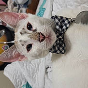 Peter joined the competition — help win amazing prizes! animal, blanket, bow_tie, cat, close_up, cute, domestic_cat, ears, feline, fur, indoor, lying_down, pet, pink_nose, portrait, quilt, relaxed, turtle_pattern, whiskers, white_cat