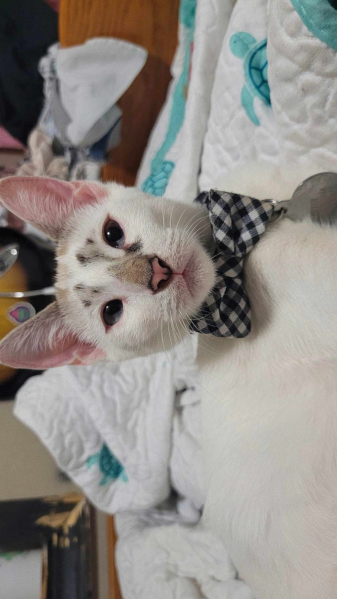 Peter joined the competition — help win amazing prizes! animal, blanket, bow_tie, cat, close_up, cute, domestic_cat, ears, feline, fur, indoor, lying_down, pet, pink_nose, portrait, quilt, relaxed, turtle_pattern, whiskers, white_cat