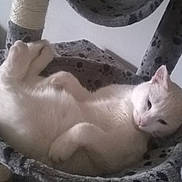 Inuit participe au concours pour gagner de l'argent avec cette photo :