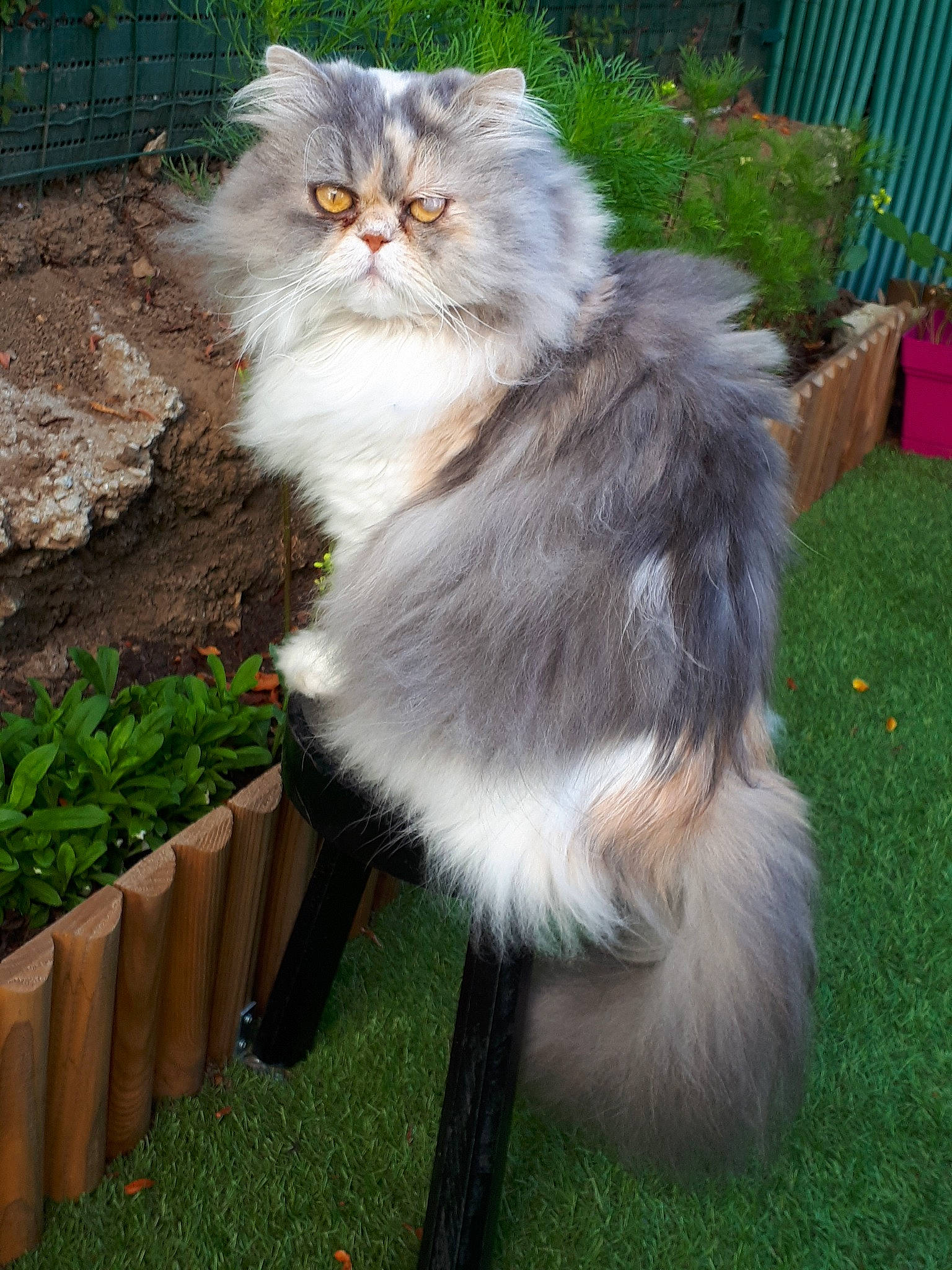 Mylou a rejoint le concours — aidez-le/la à gagner de superbes lots ! british_longhair, carnivore, cat, fawn, felidae, flowerpot, fur, grass, groundcover, persian, plant, small_to_medium_sized_cats, snout, tail, terrestrial_animal, whiskers, wood