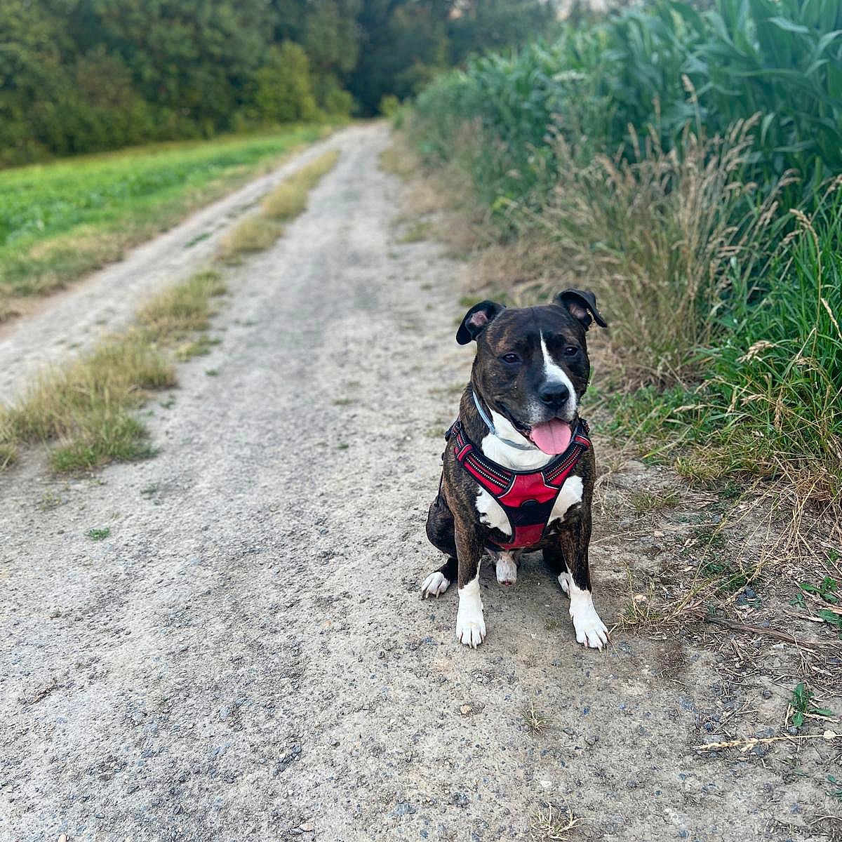 Mango participe au concours pour gagner de l'argent avec cette photo : animal, boxer, bulldog, canine, dog, face, grass, head, herbal, herbs, nature, outdoors, path, person, pet, plant, puppy, tree, vegetation, walkingdog