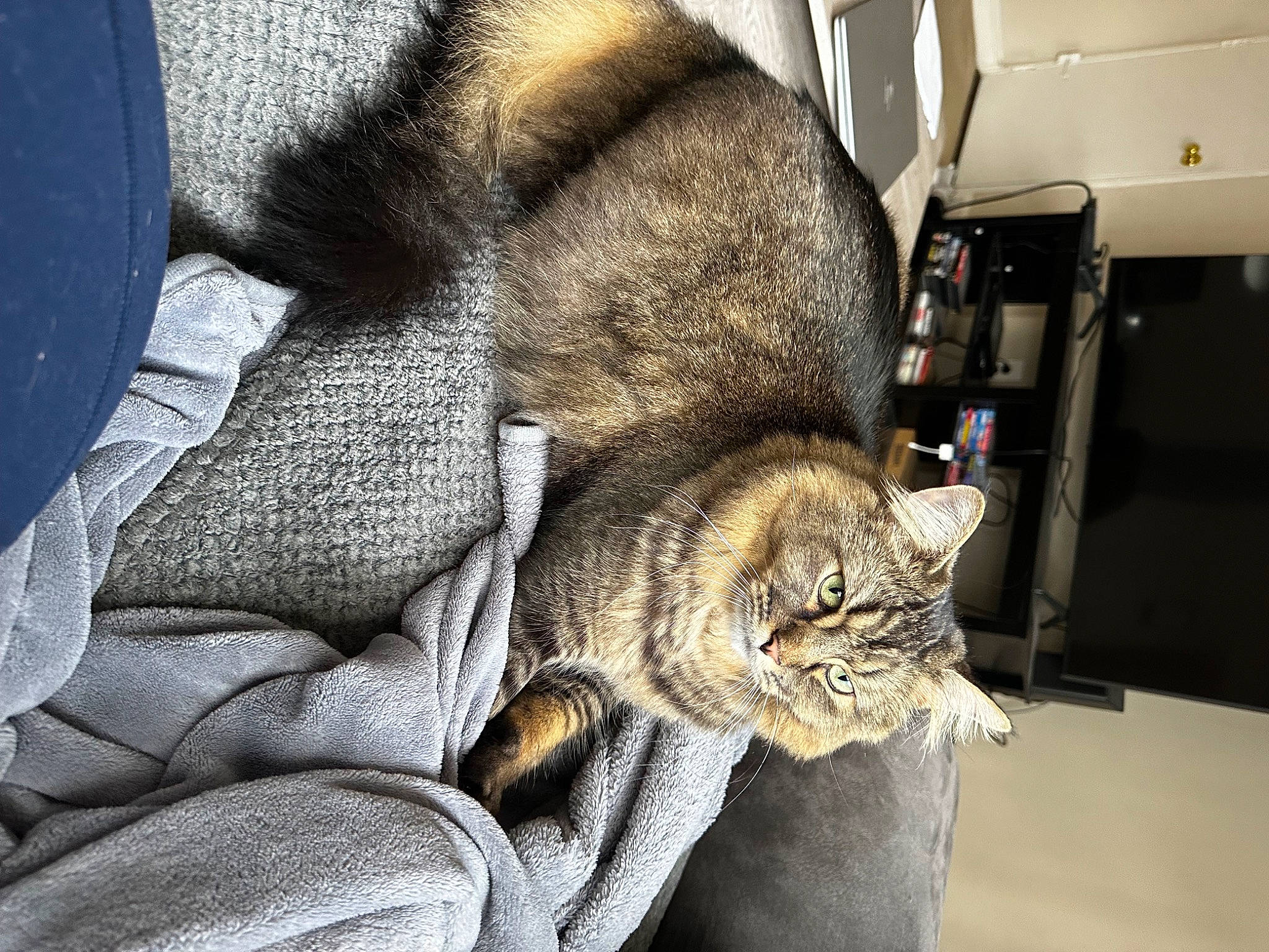 Varga is registered to the contest to win money with this photo: carnivore, cat, claw, comfort, domestic_short_haired_cat, fawn, felidae, fur, grey, nap, small_to_medium_sized_cats, tail, terrestrial_animal, whiskers, wildlife