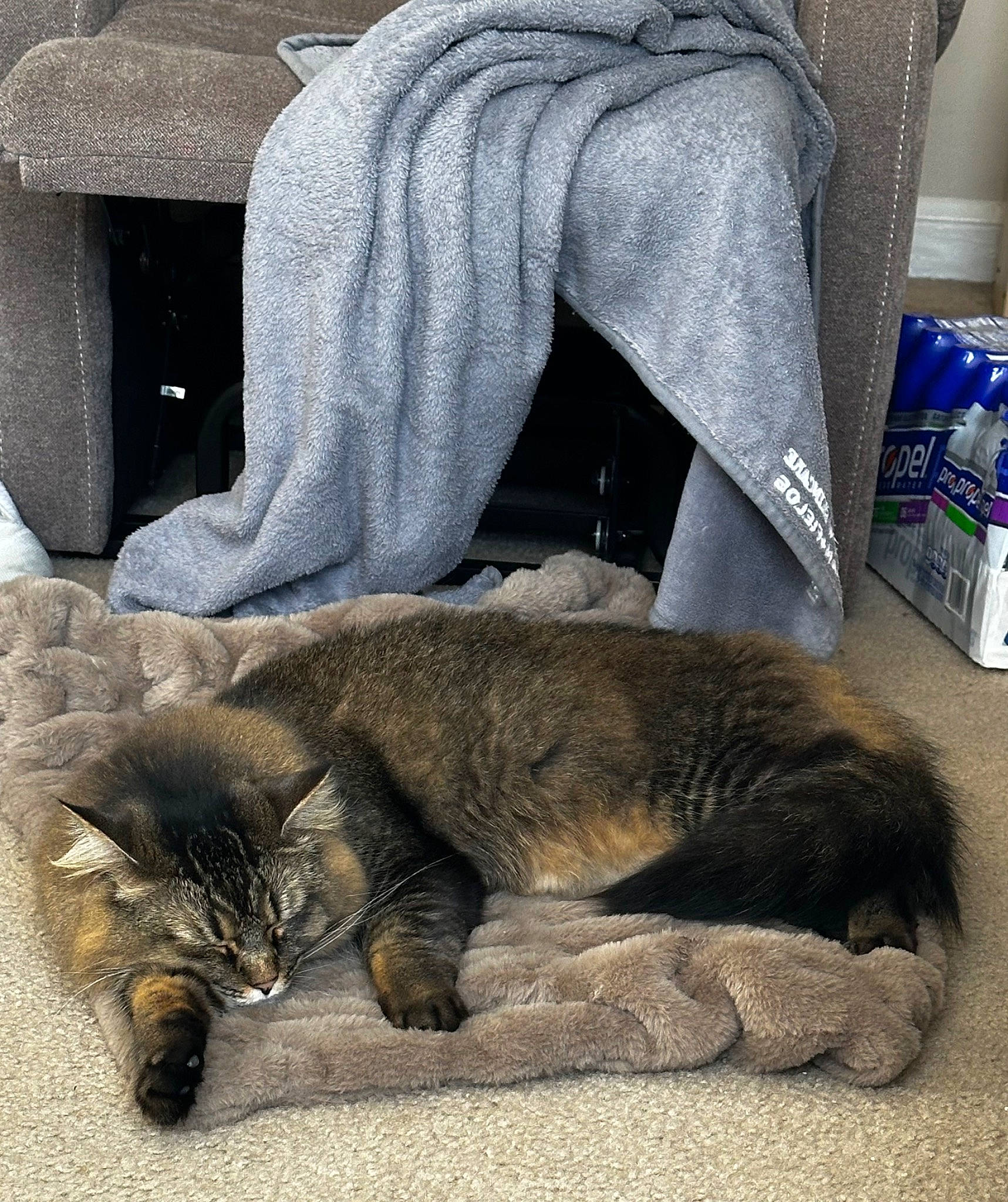 Varga joined the competition — help win amazing prizes! canidae, carnivore, cat, claw, comfort, dog_breed, domestic_short_haired_cat, fawn, felidae, fur, grey, nap, paw, sleep, small_to_medium_sized_cats, snout, tail, terrestrial_animal, whiskers, wildlife