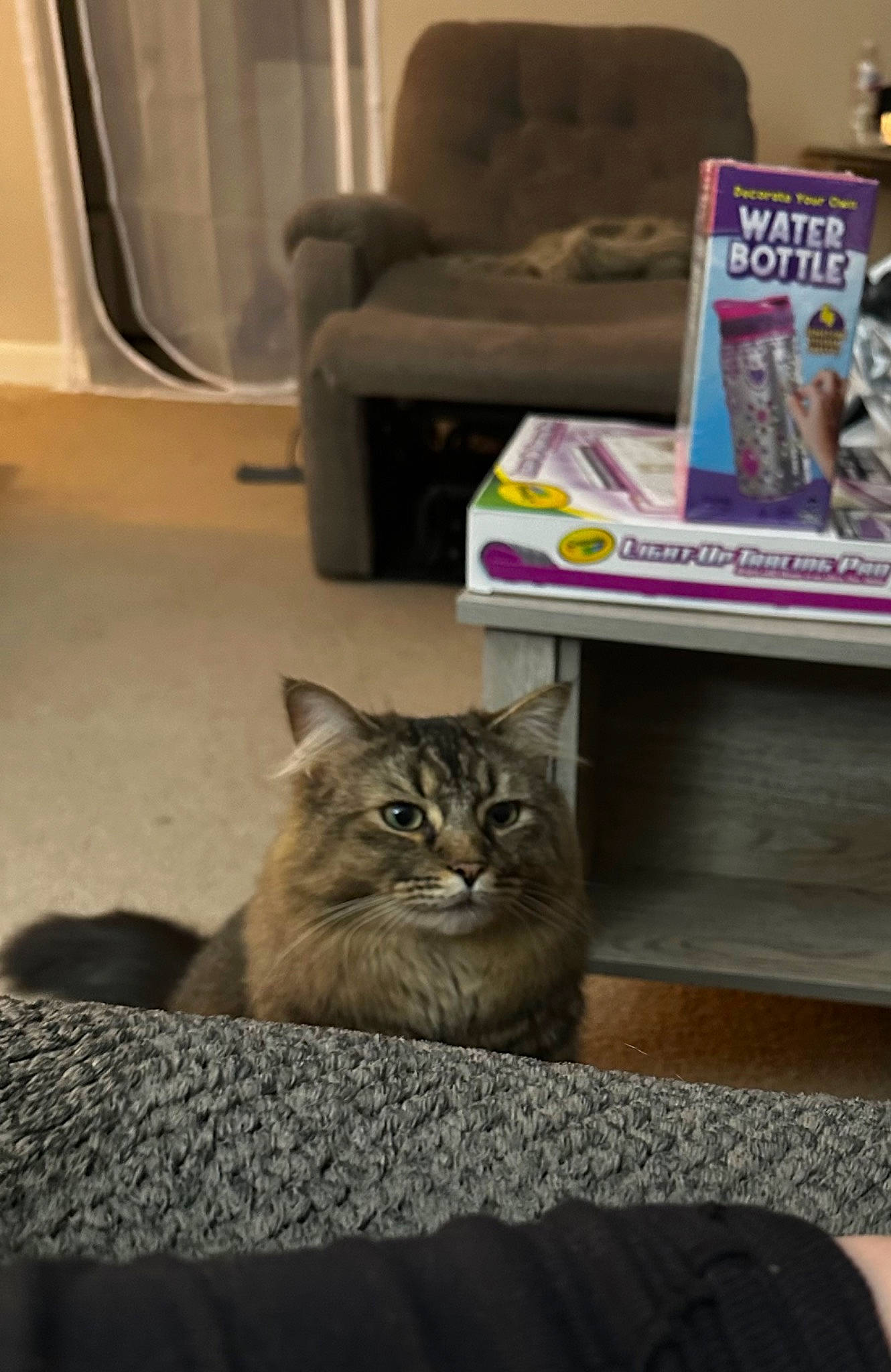 Varga is registered to the contest to win money with this photo: carnivore, cat, comfort, couch, domestic_short_haired_cat, door, felidae, floor, flooring, fur, grey, hardwood, plant, publication, room, small_to_medium_sized_cats, table, tail, whiskers, wood