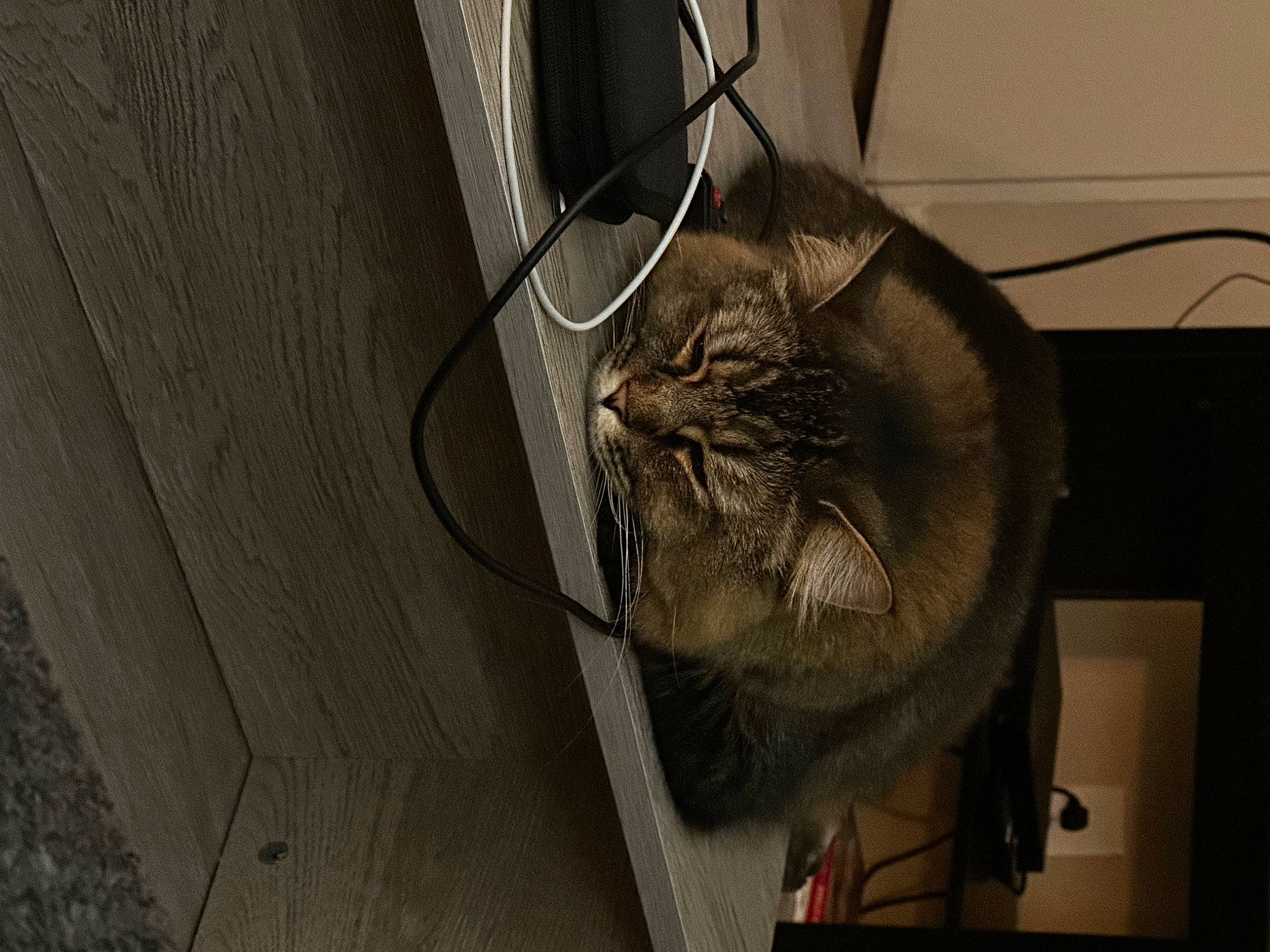 Varga joined the competition — help win amazing prizes! carnivore, cat, cat_supply, comfort, domestic_short_haired_cat, fawn, felidae, floor, flooring, fur, grey, hardwood, house, small_to_medium_sized_cats, snout, tail, terrestrial_animal, whiskers, wood, wood_stain