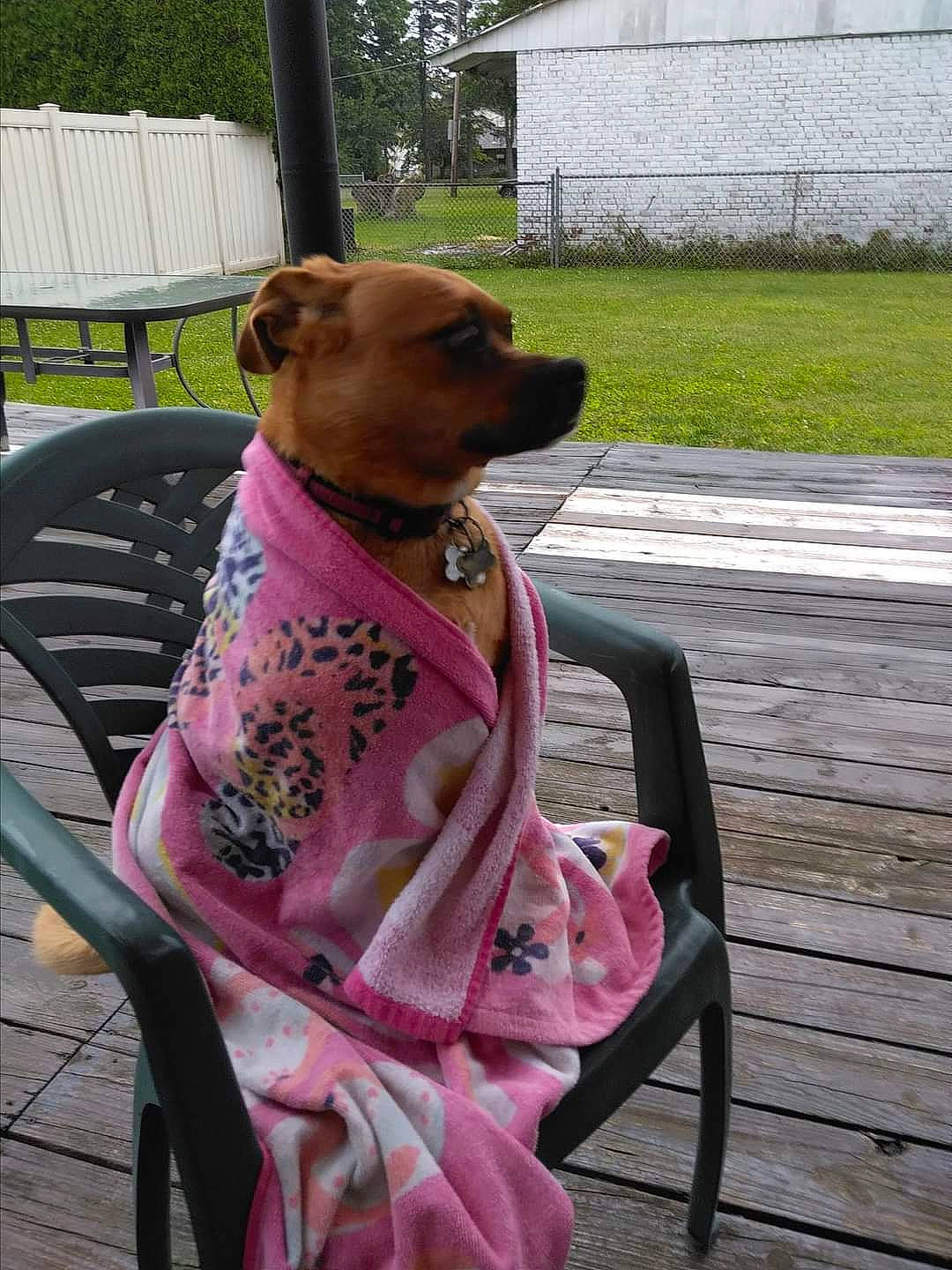 Deliah is registered to the contest to win money with this photo: carnivore, chair, collar, companion_dog, dog, dog_breed, dog_clothes, dog_collar, dog_supply, fawn, leash, outdoor_furniture, pet_supply, pink, plant, snout, sporting_group, tail, whiskers, working_animal