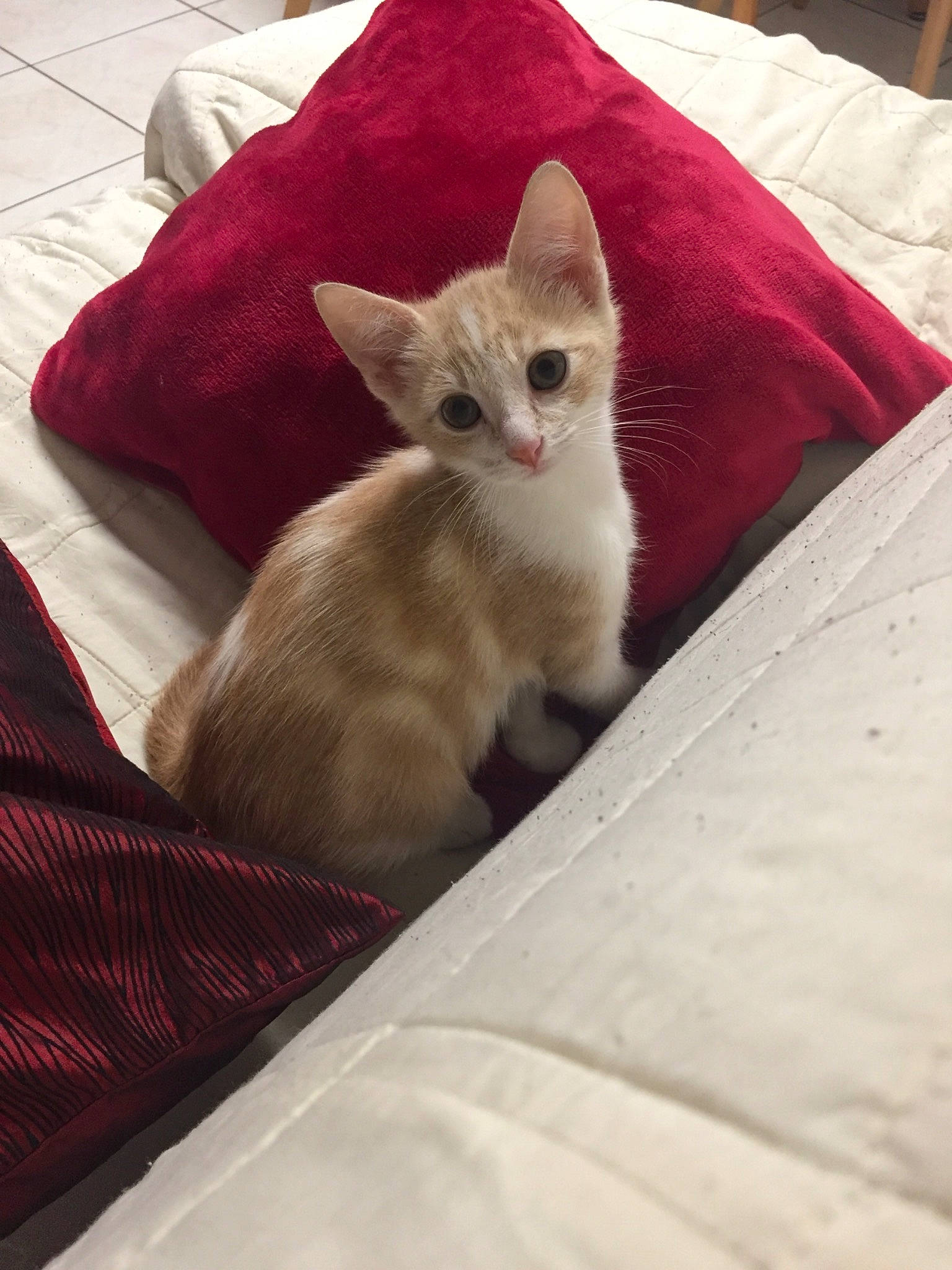 Pastel a rejoint le concours — aidez-le/la à gagner de superbes lots ! asian, balinese, burmese, burmilla, carnivore, cat, colorpoint_shorthair, fawn, felidae, german_rex, javanese, kitten, mammal, oriental_longhair, singapura, small_to_medium_sized_cats, tonkinese, turkish_angora, vertebrate, whiskers