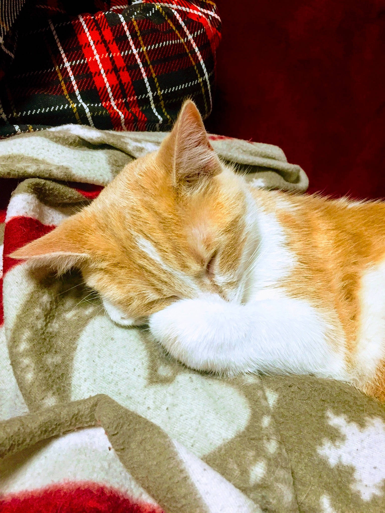 Pastel a rejoint le concours — aidez-le/la à gagner de superbes lots ! asian, carnivore, cat, domestic_short_haired_cat, european_shorthair, fawn, felidae, fur, kitten, nap, paw, small_to_medium_sized_cats, tabby_cat, tail, whiskers