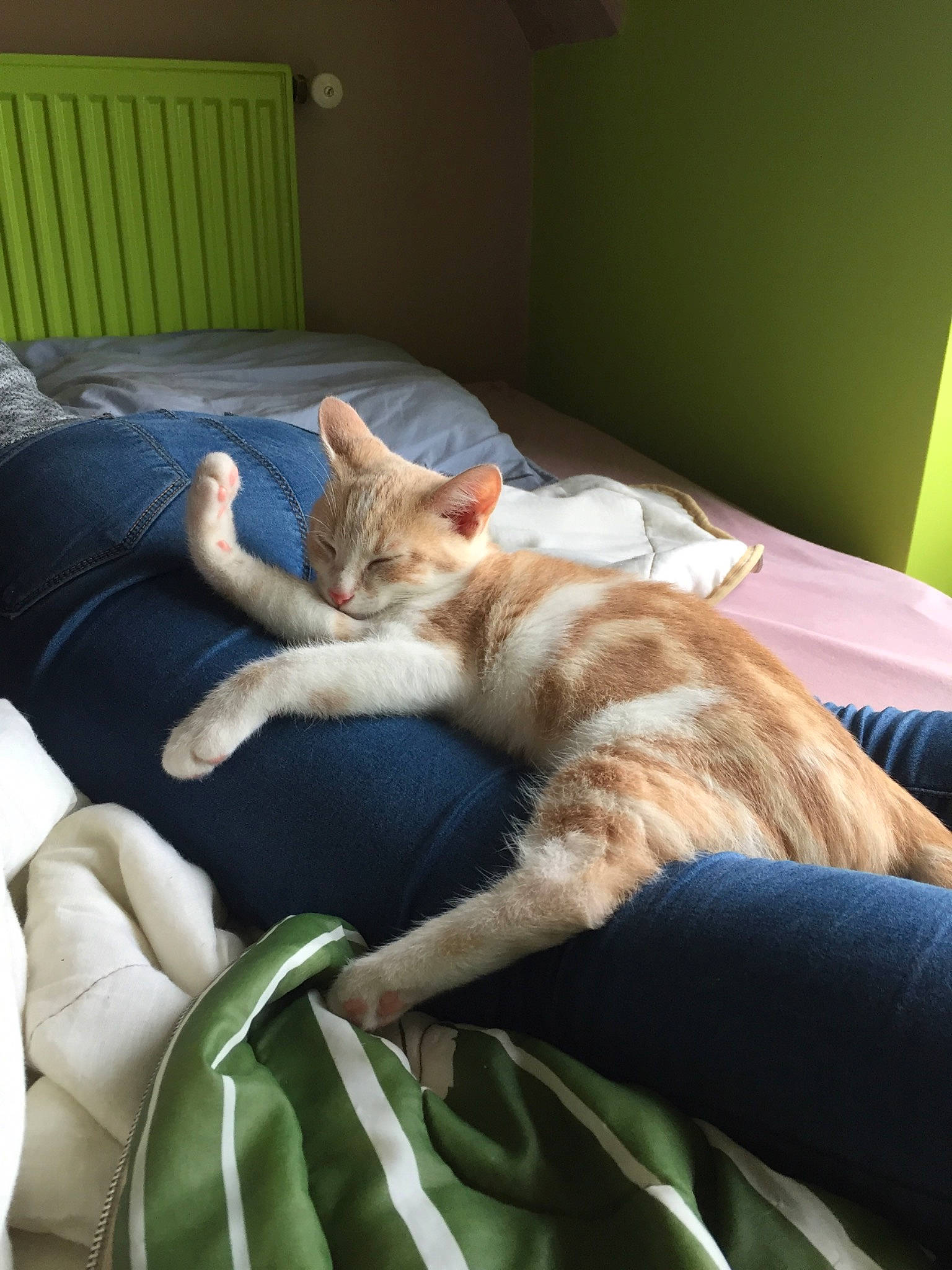 Pastel a rejoint le concours — aidez-le/la à gagner de superbes lots ! bed, carnivore, cat, comfort, couch, european_shorthair, felidae, fur, furniture, kitten, nap, sleep, small_to_medium_sized_cats, sunlight, whiskers