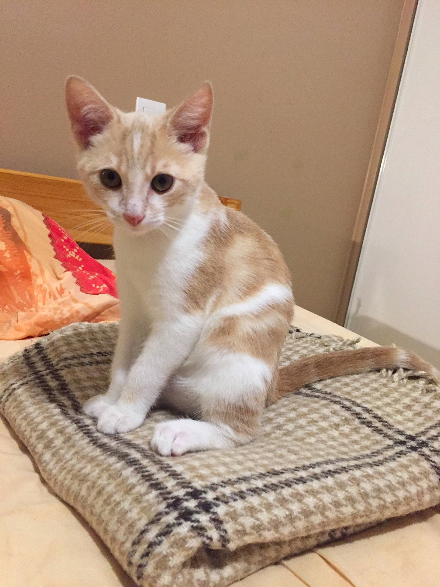 Pastel participe au concours pour gagner de l'argent avec cette photo : aegean_cat, american_wirehair, arabian_mau, asian, australian_mist, burmilla, carnivore, cat, domestic_short_haired_cat, european_shorthair, felidae, kitten, mammal, singapura, small_to_medium_sized_cats, tail, turkish_angora, turkish_van, vertebrate, whiskers