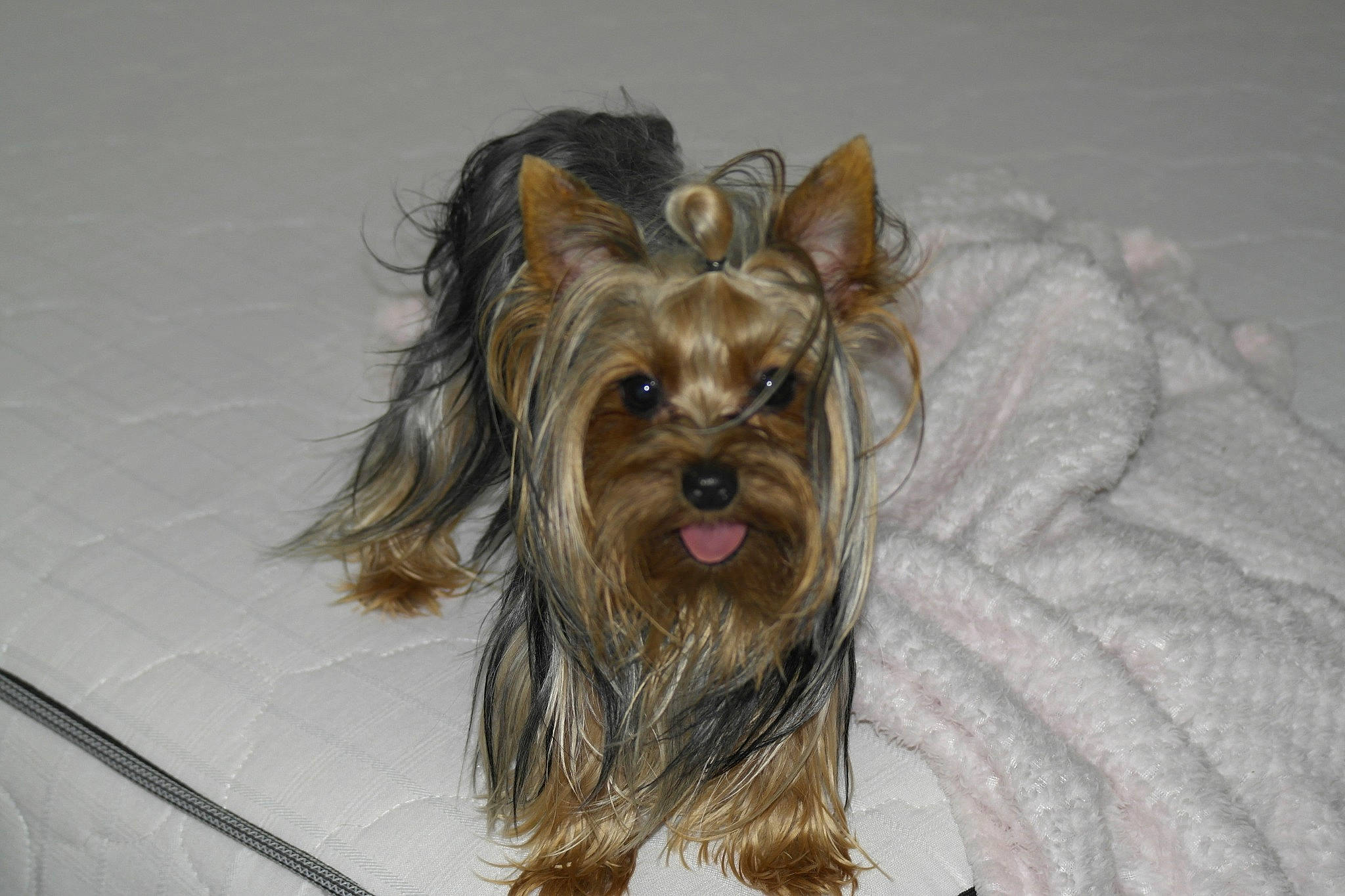 Baby is registered to the contest to win money with this photo: australian_silky_terrier, biewer_terrier, cairn_terrier, canidae, carnivore, chinese_imperial_dog, companion_dog, dog, dog_breed, liver, mammal, puppy, rare_breed_dog, small_terrier, snout, sporting_group, terrier, toy_dog, vertebrate, yorkshire_terrier