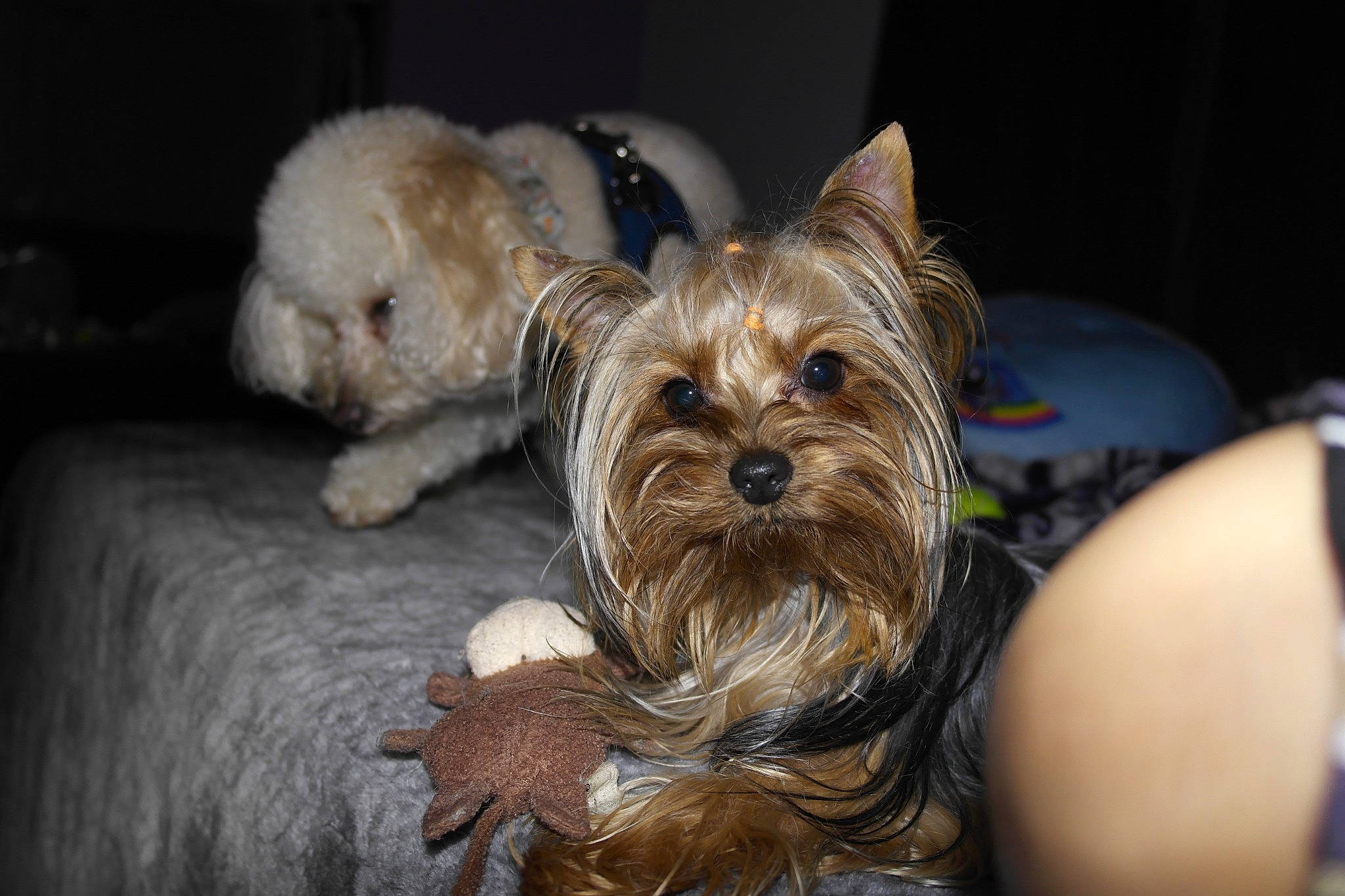 Baby joined the competition — help win amazing prizes! australian_silky_terrier, biewer_terrier, cairn_terrier, canidae, carnivore, companion_dog, dog, dog_breed, ear, mammal, morkie, norwich_terrier, puppy, rare_breed_dog, small_terrier, snout, terrier, toy_dog, vertebrate, yorkshire_terrier