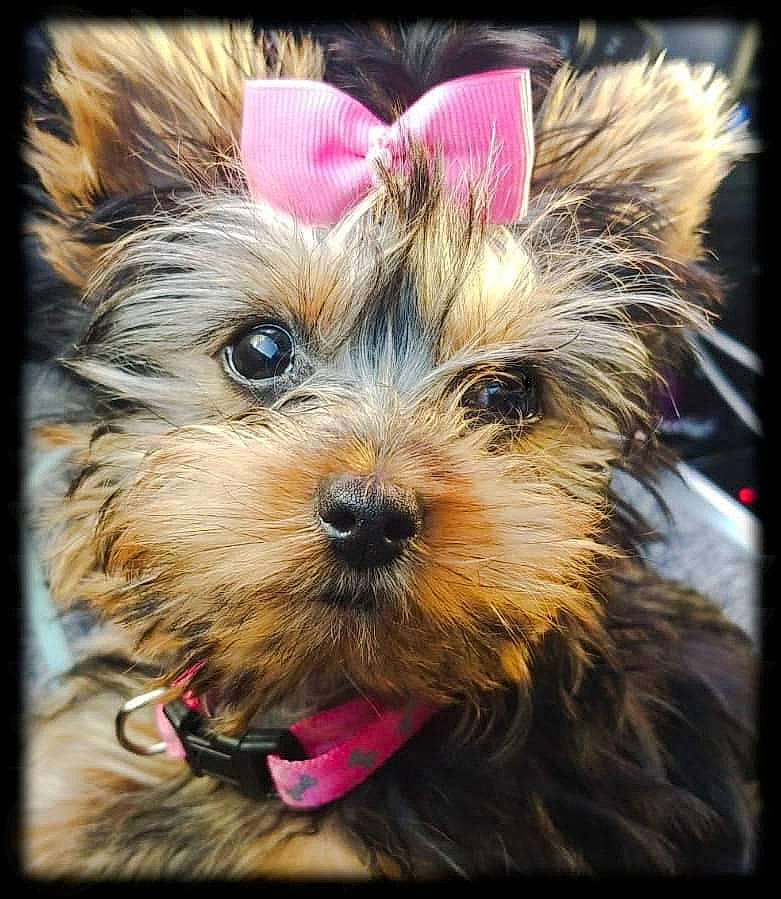 Baby joined the competition — help win amazing prizes! australian_silky_terrier, australian_terrier, biewer_terrier, canidae, carnivore, chinese_imperial_dog, companion_dog, dog, dog_breed, mammal, morkie, norwich_terrier, puppy, small_terrier, snout, terrier, toy_dog, vertebrate, yorkipoo, yorkshire_terrier