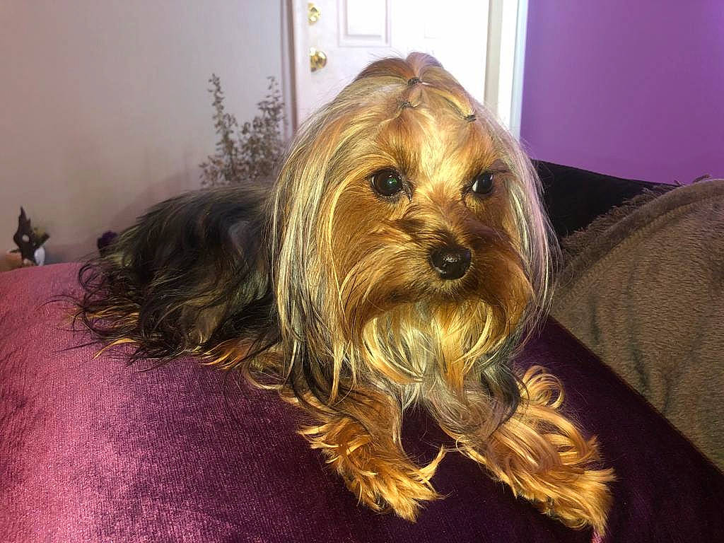 Baby joined the competition — help win amazing prizes! australian_silky_terrier, australian_terrier, biewer_terrier, canidae, carnivore, companion_dog, dog, dog_breed, glen_of_imaal_terrier, mammal, morkie, puppy, rare_breed_dog, small_terrier, snout, sporting_group, terrier, toy_dog, vertebrate, yorkshire_terrier