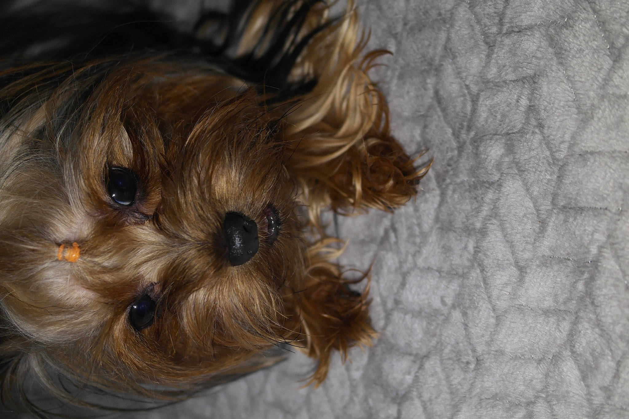 Baby joined the competition — help win amazing prizes! australian_silky_terrier, biewer_terrier, bolonka, canidae, carnivore, chinese_imperial_dog, companion_dog, dog, dog_breed, morkie, puppy, rare_breed_dog, schnoodle, shih_tzu, small_terrier, snout, sporting_group, terrier, toy_dog, yorkshire_terrier