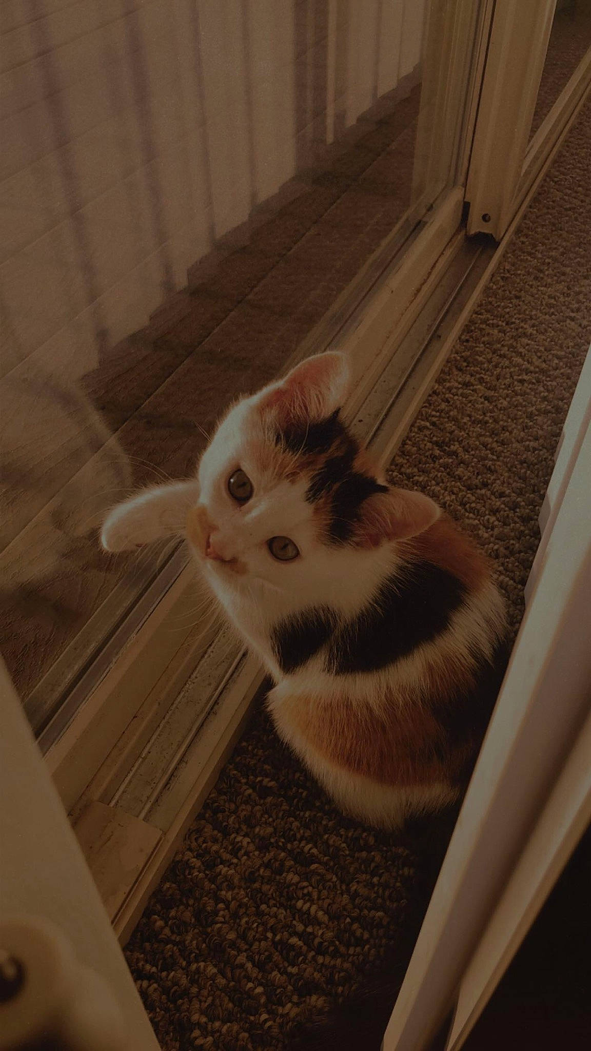 Pumpkin joined the competition — help win amazing prizes! animal_shelter, box, carnivore, cat, domestic_short_haired_cat, fawn, felidae, floor, flooring, fur, hardwood, paw, pet_supply, room, small_to_medium_sized_cats, snout, tail, terrestrial_animal, whiskers, wood