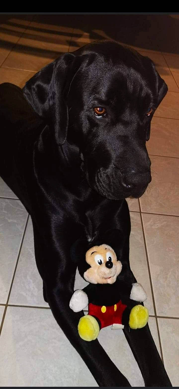 Norton participe au concours pour gagner de l'argent avec cette photo : beagador, borador, canidae, carnivore, companion_dog, dog, dog_breed, dog_collar, flat_coated_retriever, labrador_retriever, patterdale_terrier, pointing_breed, puppy, retriever, snout, sporting_group