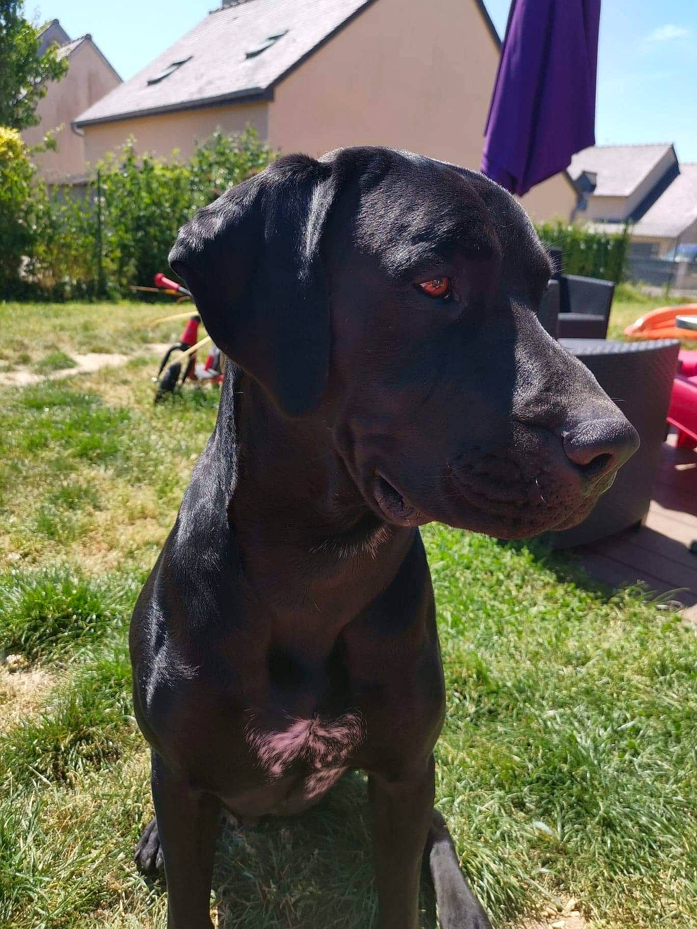Norton participe au concours pour gagner de l'argent avec cette photo : canidae, carnivore, dog, dog_breed, ear, fawn, german_shorthaired_pointer, great_dane, guard_dog, hunting_dog, labrador_retriever, mammal, non_sporting_group, patterdale_terrier, pointer, rare_breed_dog, snout, sporting_group, vertebrate