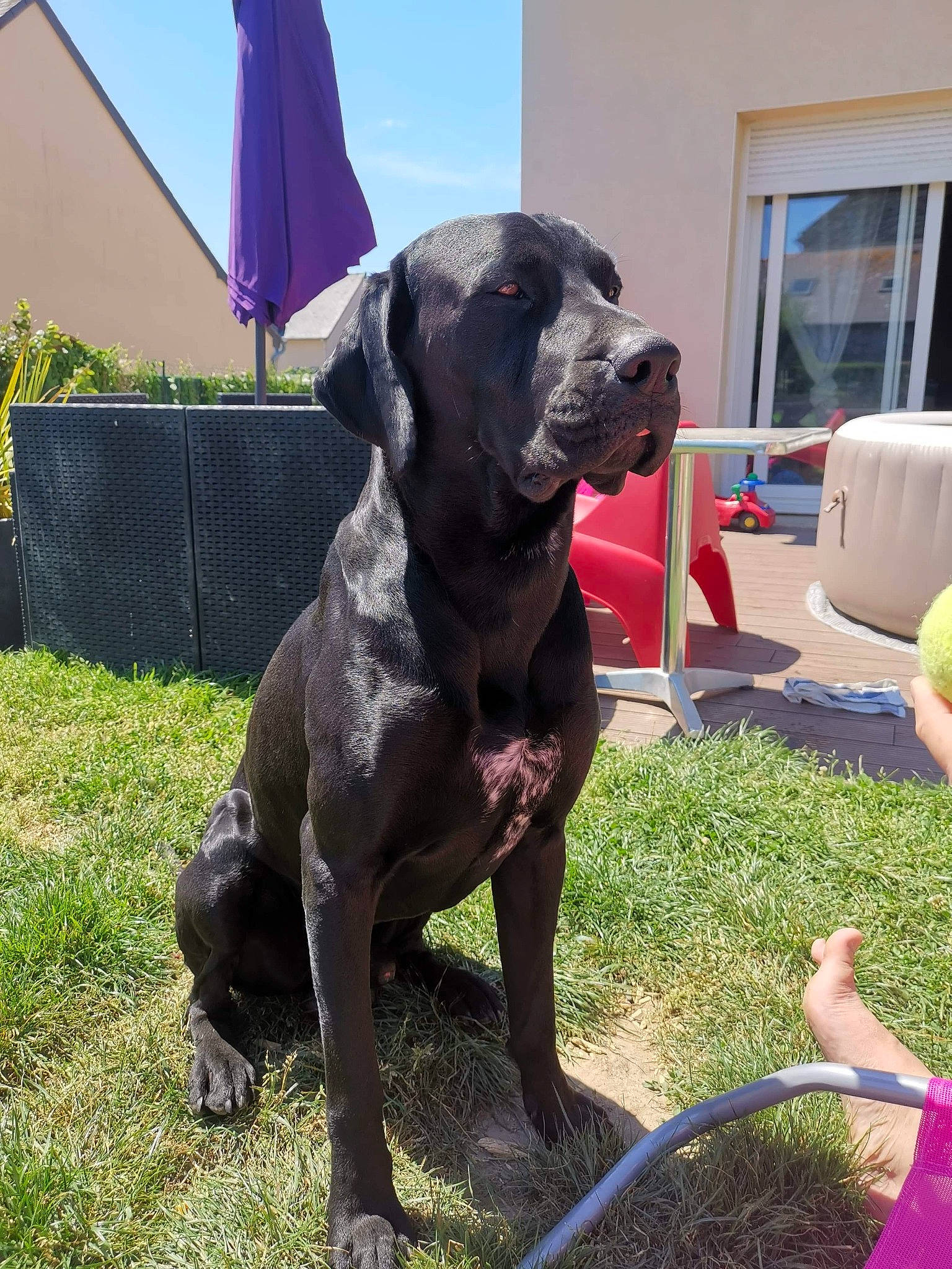 Norton participe au concours pour gagner de l'argent avec cette photo : alaunt, bandog, cane_corso, canidae, carnivore, dog, dog_breed, english_mastiff, fawn, fila_brasileiro, giant_dog_breed, great_dane, guard_dog, mammal, molosser, non_sporting_group, perro_de_presa_canario, sporting_group, vertebrate, working_dog