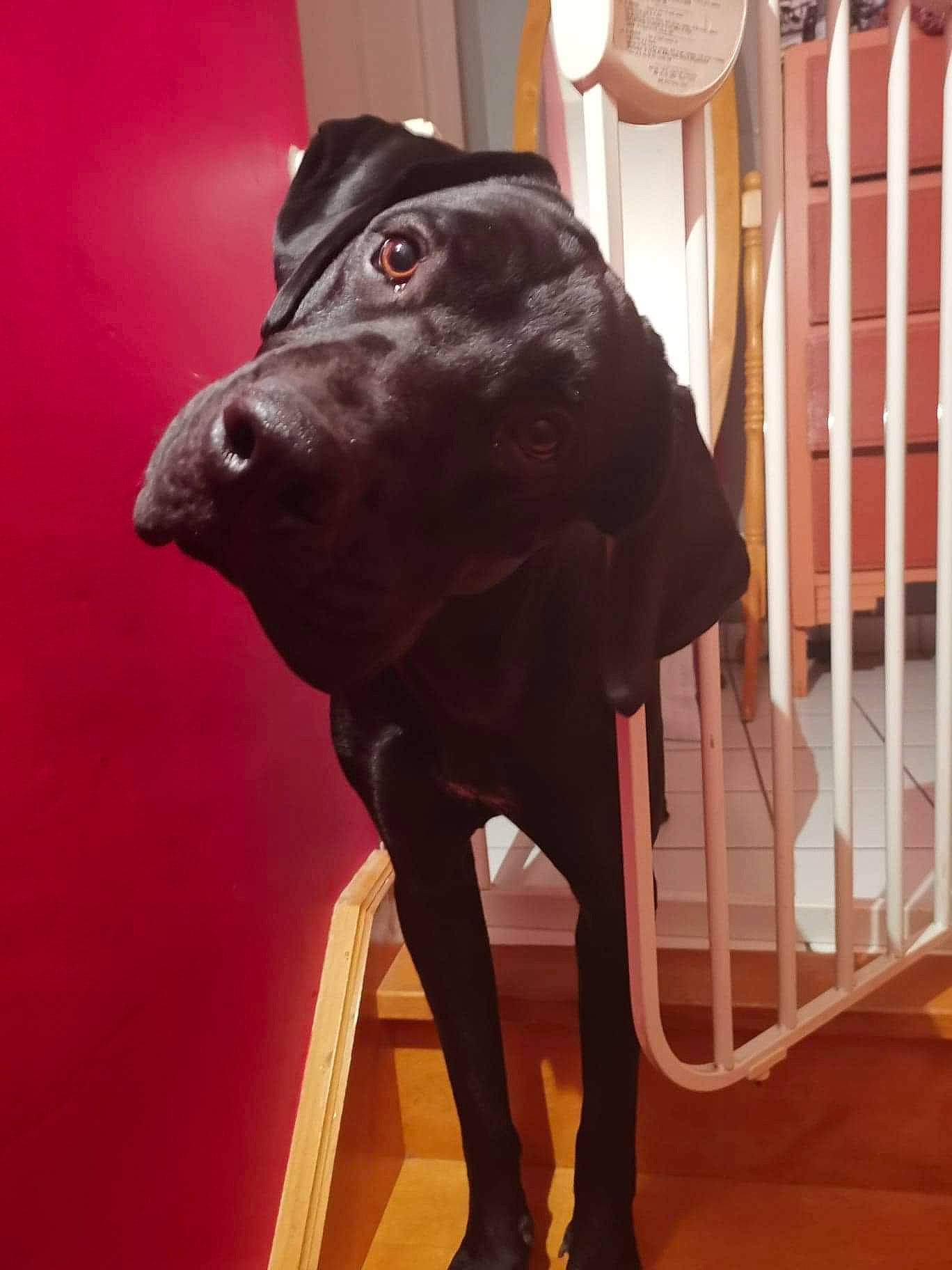 Norton participe au concours pour gagner de l'argent avec cette photo : black, canidae, carnivore, companion_dog, dog, dog_breed, great_dane, guard_dog, hunting_dog, labrador_retriever, non_sporting_group, pointer, sporting_group, weimaraner