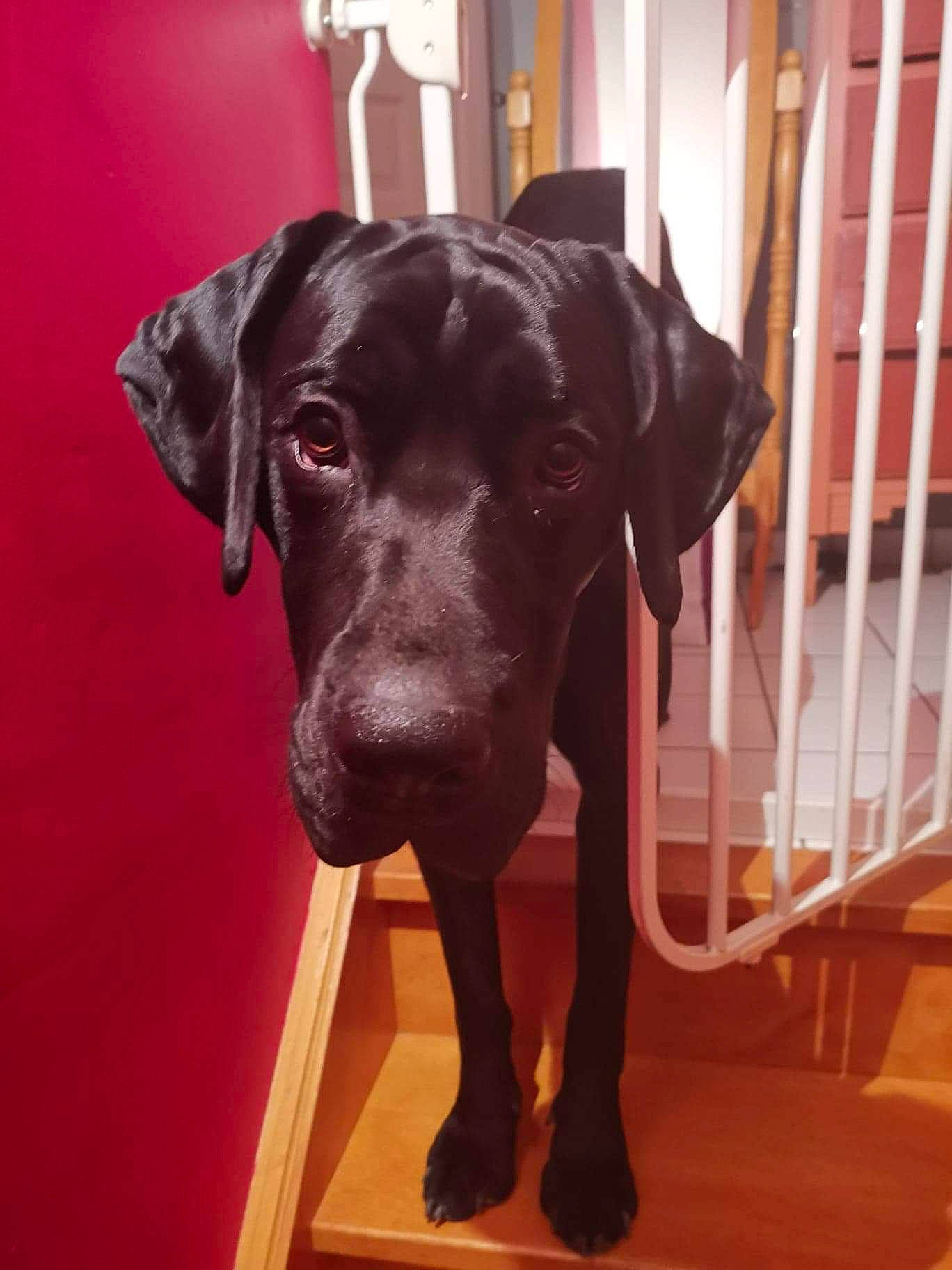 Norton a rejoint le concours — aidez-le/la à gagner de superbes lots ! canidae, carnivore, dog, dog_breed, ear, fawn, great_dane, guard_dog, hunting_dog, labrador_retriever, liver, non_sporting_group, patterdale_terrier, pointer, pointing_breed, snout, sporting_group, vizsla, weimaraner