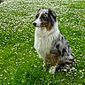 Snow a rejoint le concours — aidez-le/la à gagner de superbes lots ! animal, australian_shepherd, canine, daisies, daylight, dog, ears, field, flowers, fur, grass, greenery, nature, outdoor, peaceful, pet, portrait, sitting, snout, summer