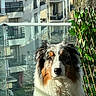 animal, apartment_buildings, australian_shepherd, balcony, daylight, dog, ears, eyes, face, fur, glass_railing, greenery, nature, outdoor, pet, portrait, sunlight, urban, vines, whiskers