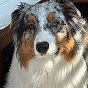 Snow a rejoint le concours — aidez-le/la à gagner de superbes lots ! animal, australian_shepherd, black_nose, brown, calm, closeup, cushion, cute, dog, eyes, face, fluffy, fur, furniture, gray, indoor, pet, portrait, sunlight, white