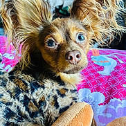 Babka a rejoint le concours — aidez-le/la à gagner de superbes lots ! dog, close_up, ears, fluffy, blanket, leopard_print, bedspread, colorful, pattern, pet, animal, cute, curious, expression, indoor, cozy, fur, nose, portrait, lying_down