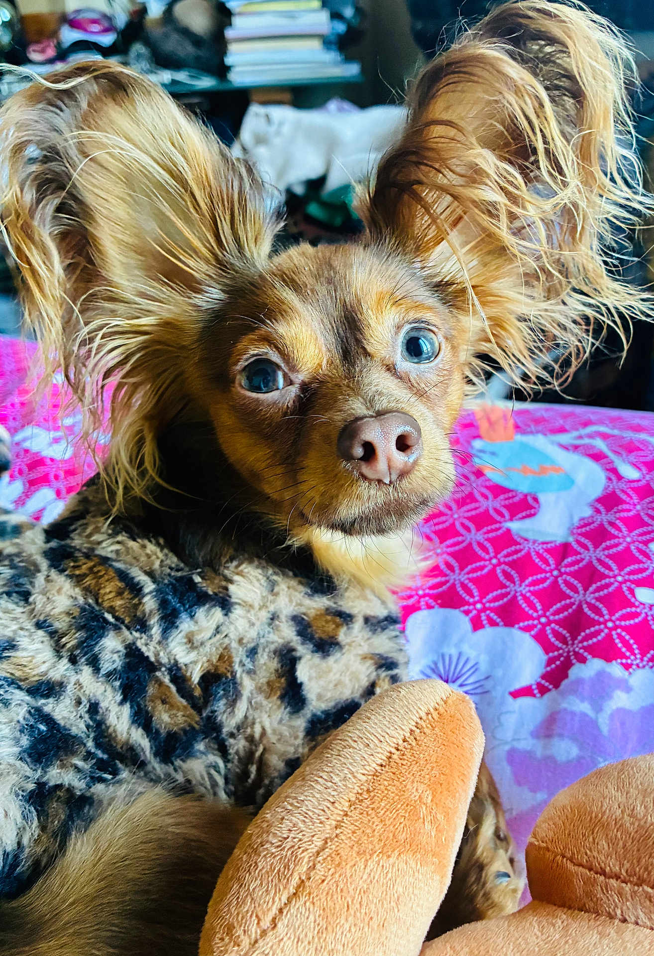 Babka a rejoint le concours — aidez-le/la à gagner de superbes lots ! dog, close_up, ears, fluffy, blanket, leopard_print, bedspread, colorful, pattern, pet, animal, cute, curious, expression, indoor, cozy, fur, nose, portrait, lying_down