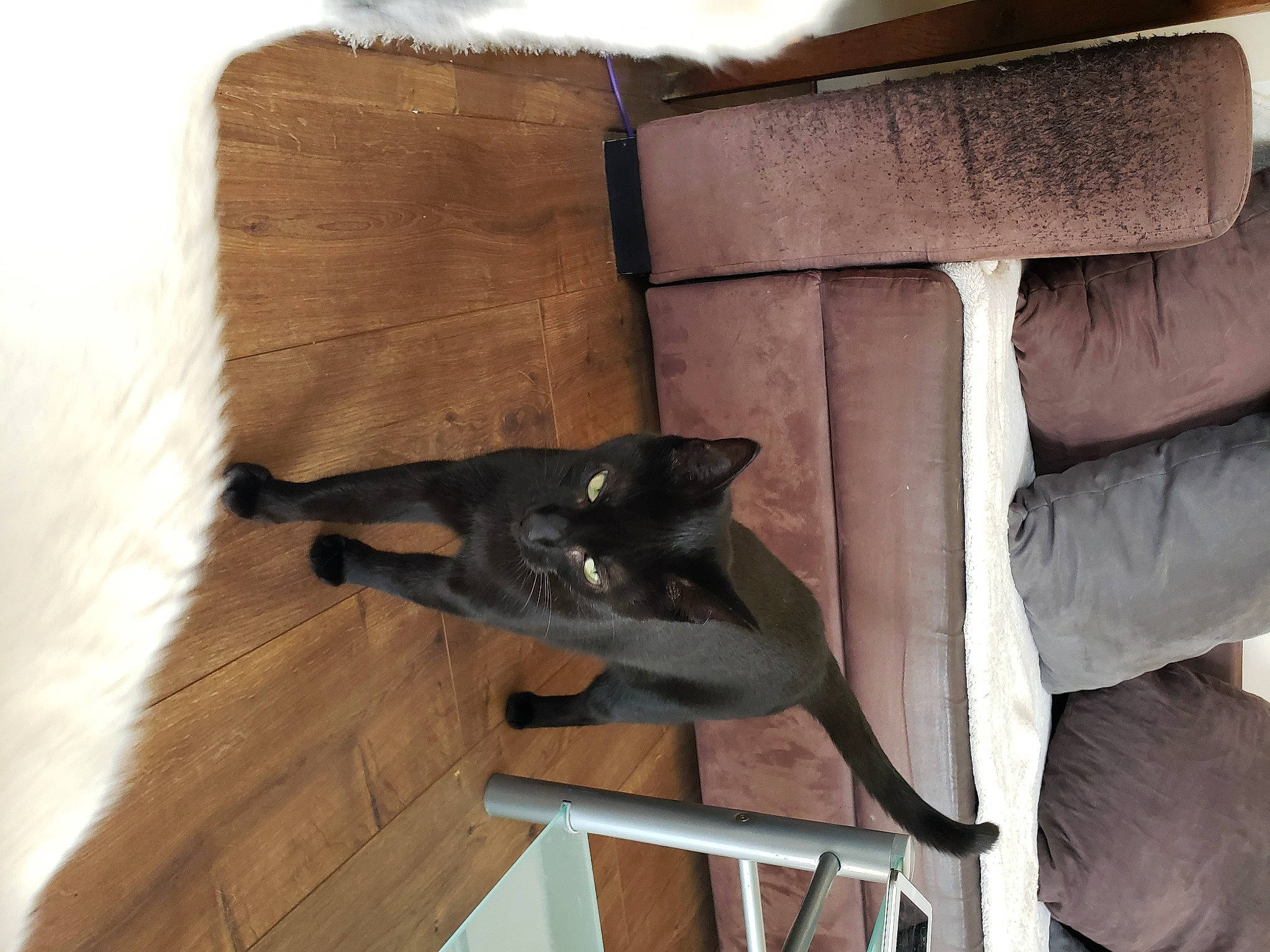 Daphné participe au concours pour gagner de l'argent avec cette photo : box, canidae, carnivore, dog, dog_breed, fawn, felidae, flooring, hardwood, plywood, sculpture, small_to_medium_sized_cats, sporting_group, tail, wood, working_animal