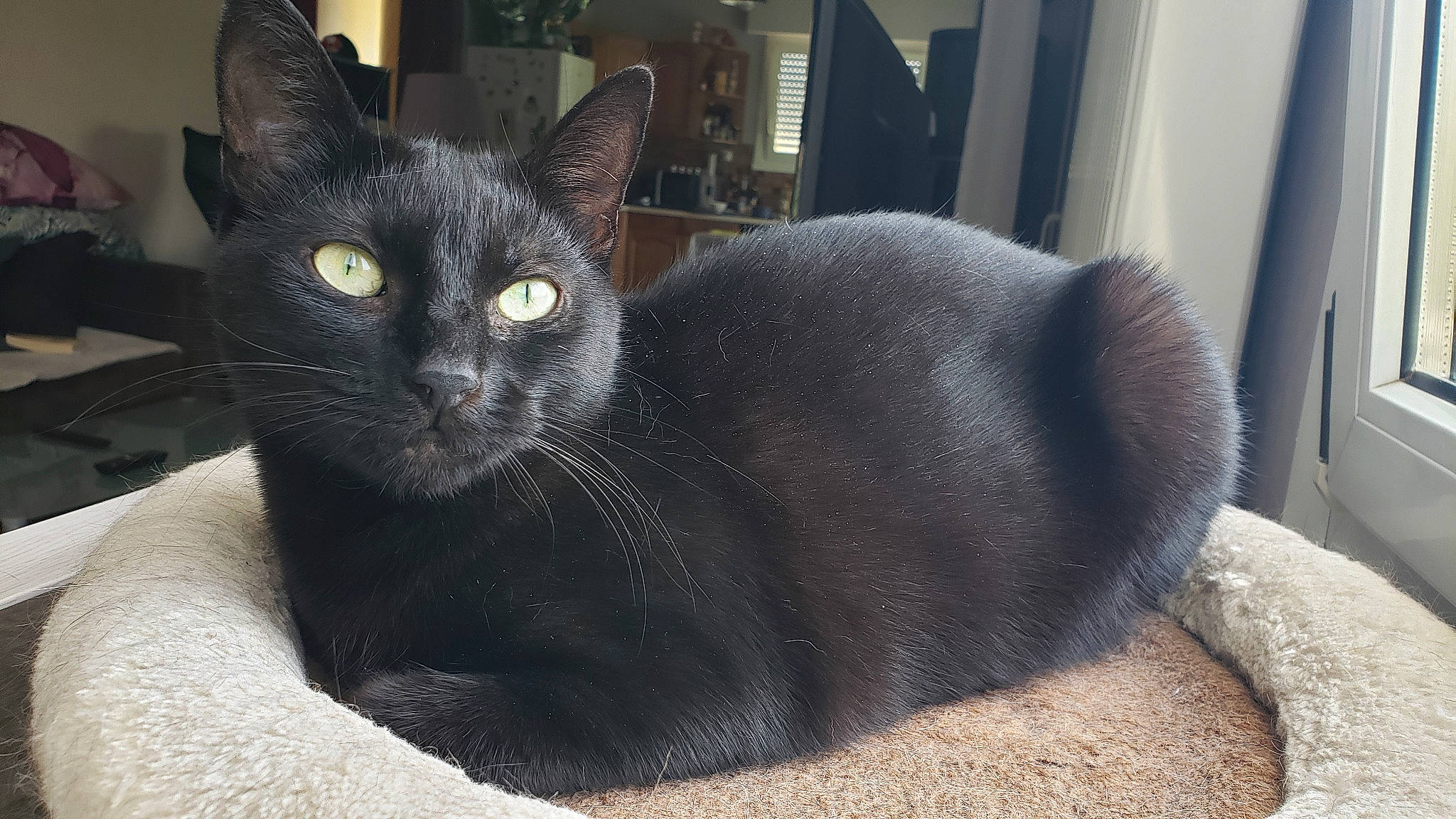 Daphné participe au concours pour gagner de l'argent avec cette photo : black_cat, bombay, carnivore, cat, cat_supply, domestic_short_haired_cat, felidae, fur, grey, havana_brown, small_to_medium_sized_cats, snout, tail, terrestrial_animal, whiskers, window