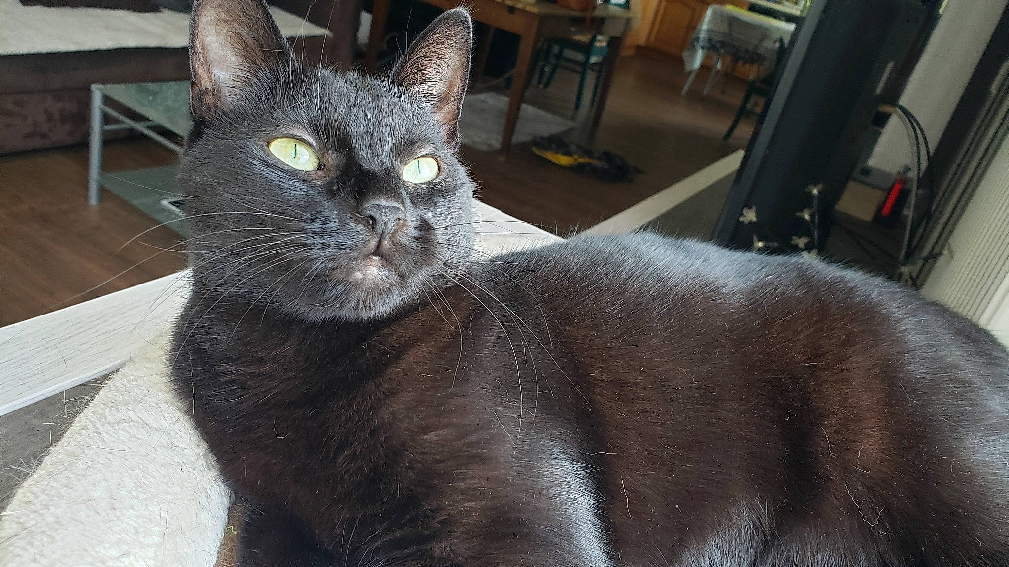 Daphné participe au concours pour gagner de l'argent avec cette photo : carnivore, cat, chair, claw, comfort, domestic_short_haired_cat, felidae, fur, grey, small_to_medium_sized_cats, snout, tail, terrestrial_animal, whiskers, window