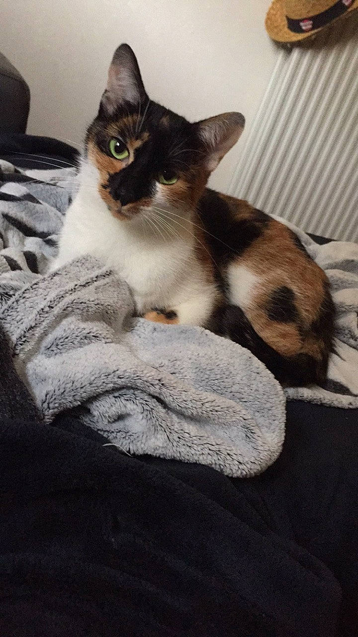 Osiris a rejoint le concours — aidez-le/la à gagner de superbes lots ! aegean_cat, american_wirehair, asian, carnivore, cat, domestic_short_haired_cat, european_shorthair, felidae, german_rex, kitten, mammal, singapura, small_to_medium_sized_cats, thai, vertebrate, whiskers