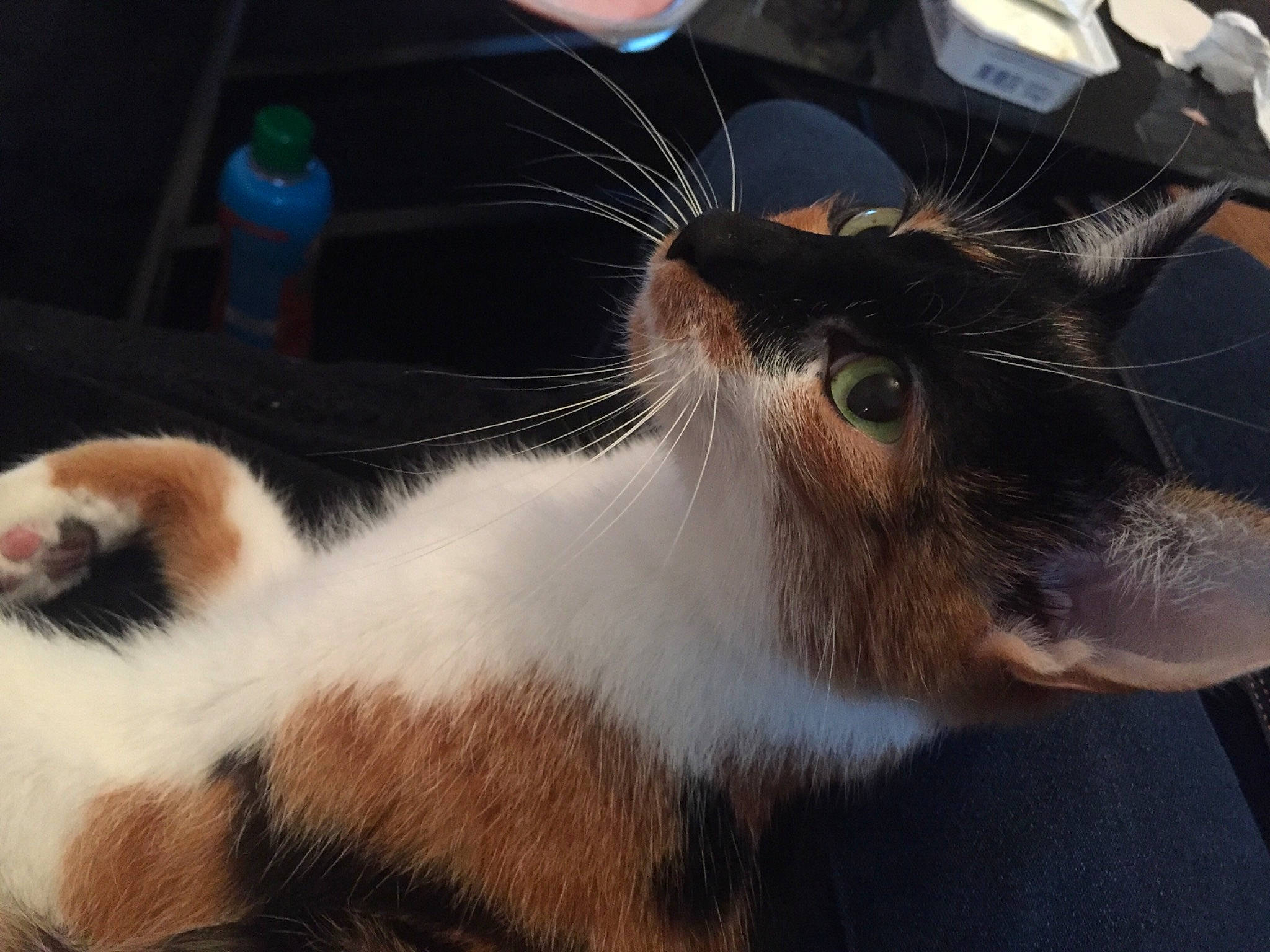 Osiris a rejoint le concours — aidez-le/la à gagner de superbes lots ! aegean_cat, carnivore, cat, felidae, fur, mammal, sky, small_to_medium_sized_cats, snout, whiskers