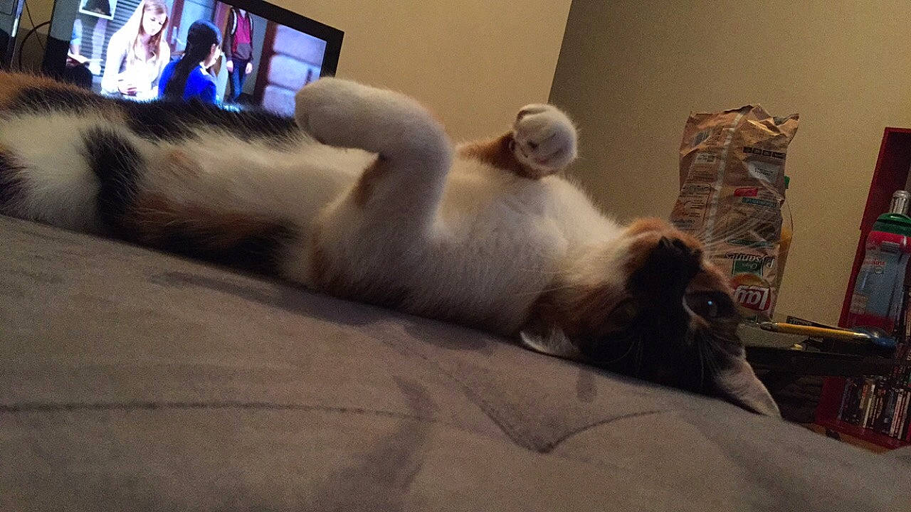 Osiris participe au concours pour gagner de l'argent avec cette photo : balinese, birman, carnivore, cat, felidae, fur, paw, small_to_medium_sized_cats, tail, whiskers