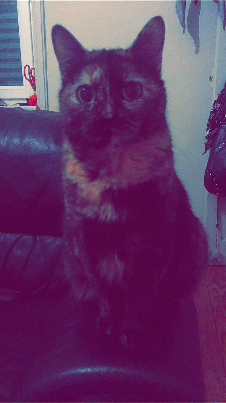 Myhia participe au concours pour gagner de l'argent avec cette photo : asian, black_cat, british_shorthair, carnivore, cat, domestic_short_haired_cat, eye, fawn, felidae, fur, kitten, magenta, mammal, pink, red, small_to_medium_sized_cats, snapshot, snout, tail, whiskers