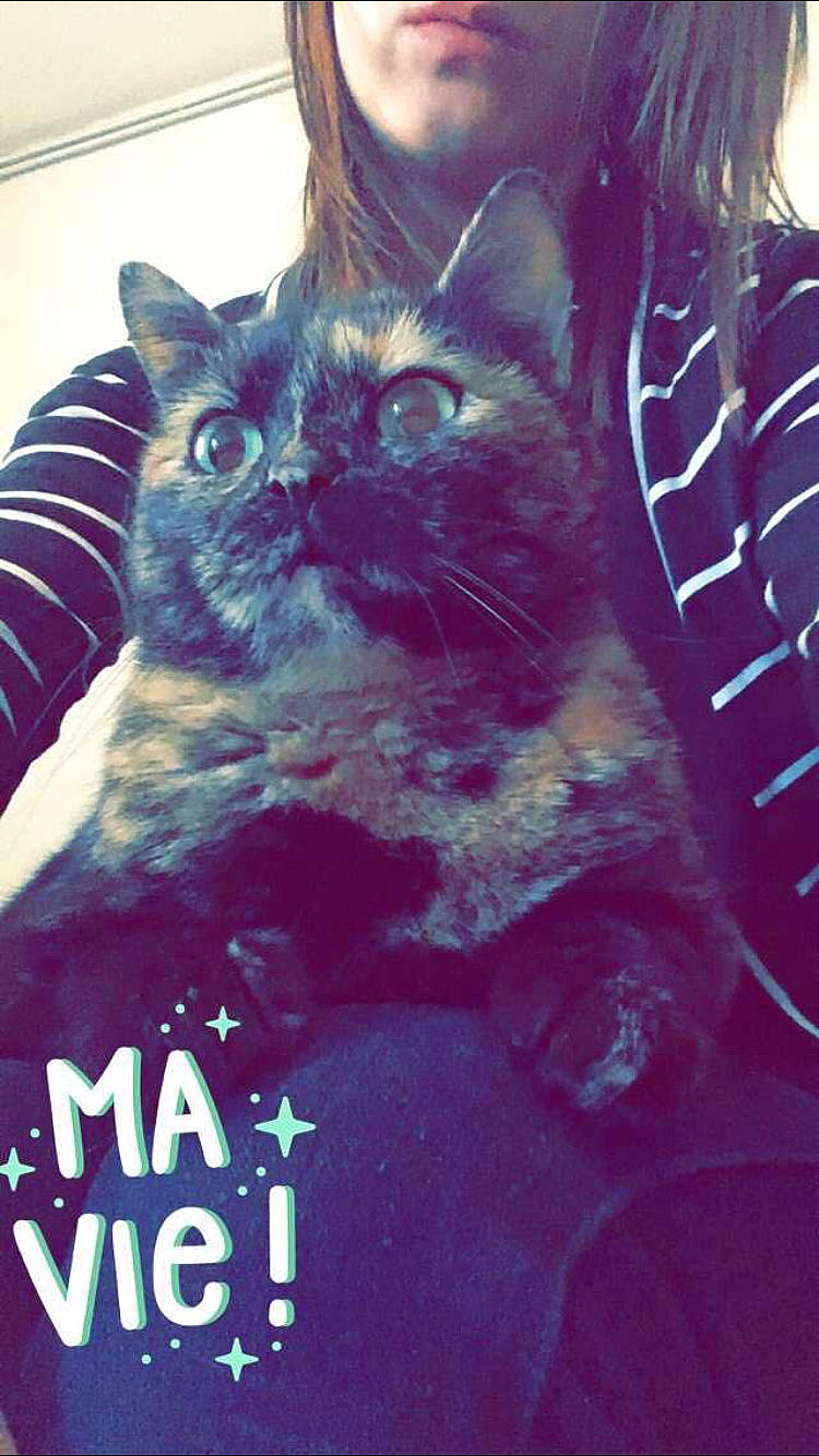 Myhia participe au concours pour gagner de l'argent avec cette photo : asian, black_cat, carnivore, cat, domestic_short_haired_cat, felidae, fur, kitten, photo_caption, polydactyl_cat, small_to_medium_sized_cats, snout, whiskers