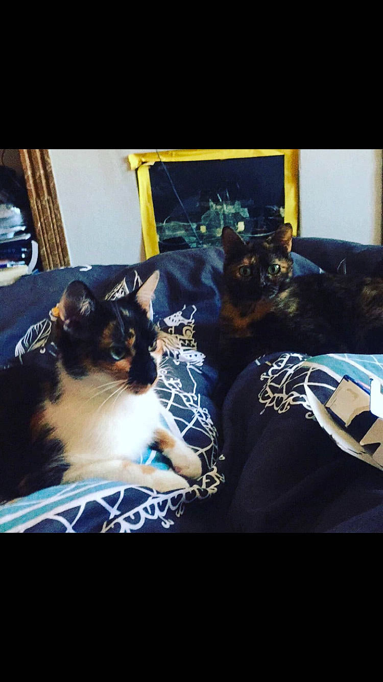 Myhia participe au concours pour gagner de l'argent avec cette photo : canidae, carnivore, cat, cloud, companion_dog, dog, dog_breed, ear, felidae, human, kitten, love, nap, night, puppy, sky, small_to_medium_sized_cats, snapshot, square, whiskers