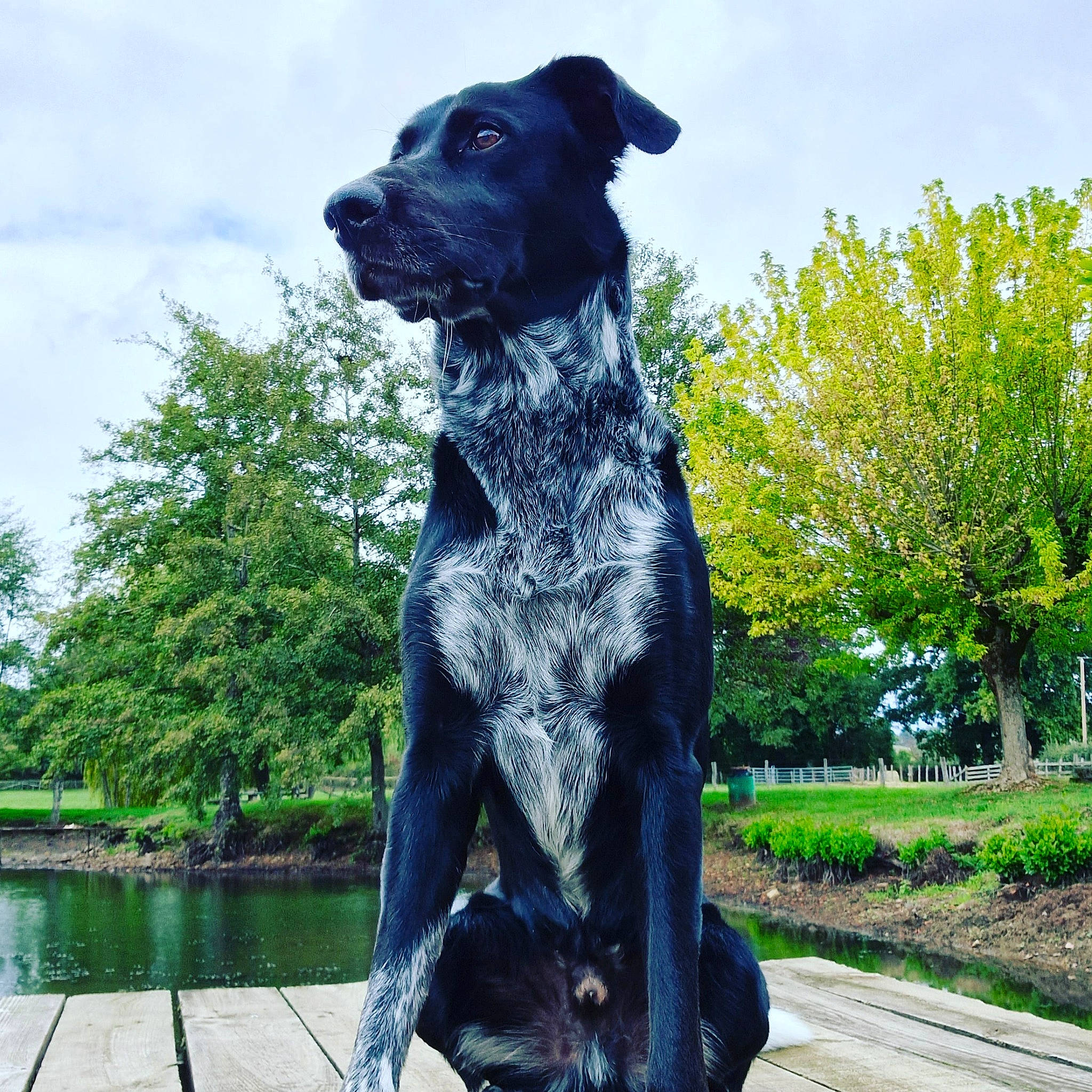 Blacko participe au concours pour gagner de l'argent avec cette photo : art, canidae, carnivore, cloud, companion_dog, dog, dog_breed, dog_collar, garden, grass, green, gun_dog, plant, sculpture, sky, sporting_group, statue, tree, water, working_animal