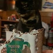 Pumpernickel joined the competition — help win amazing prizes! animal, background, blur, brown, cat, closeup, dessert, food, frosting, green, hand, holding, indoor, kitchen, pastry, person, snack, table, text, tortoiseshell_cat