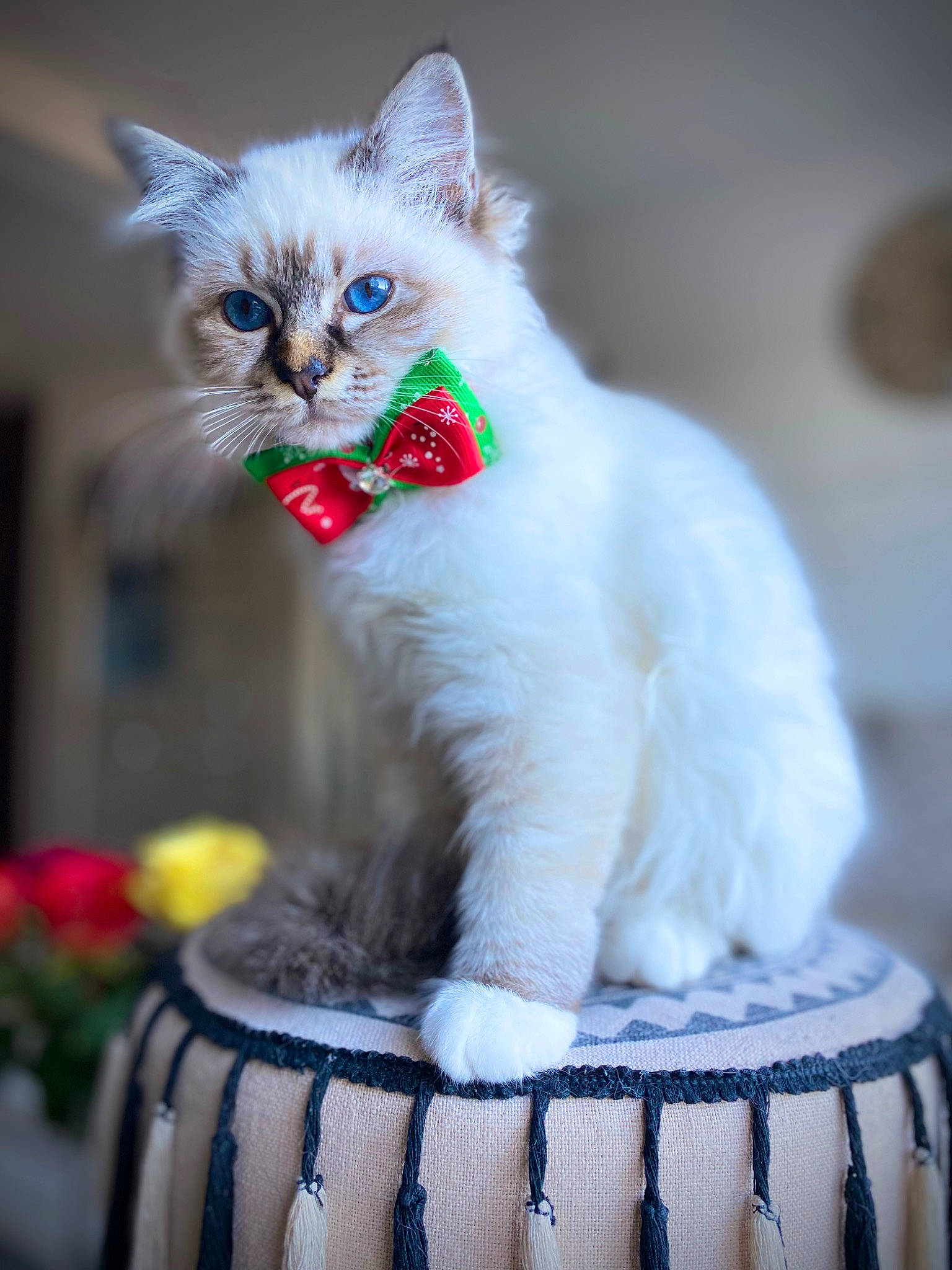 Sia participe au concours pour gagner de l'argent avec cette photo : carnivore, cat, claw, collar, domestic_short_haired_cat, fawn, felidae, fur, houseplant, mammal, membranophone, paw, plant, sitting, small_to_medium_sized_cats, snout, tail, vertebrate, whiskers, white