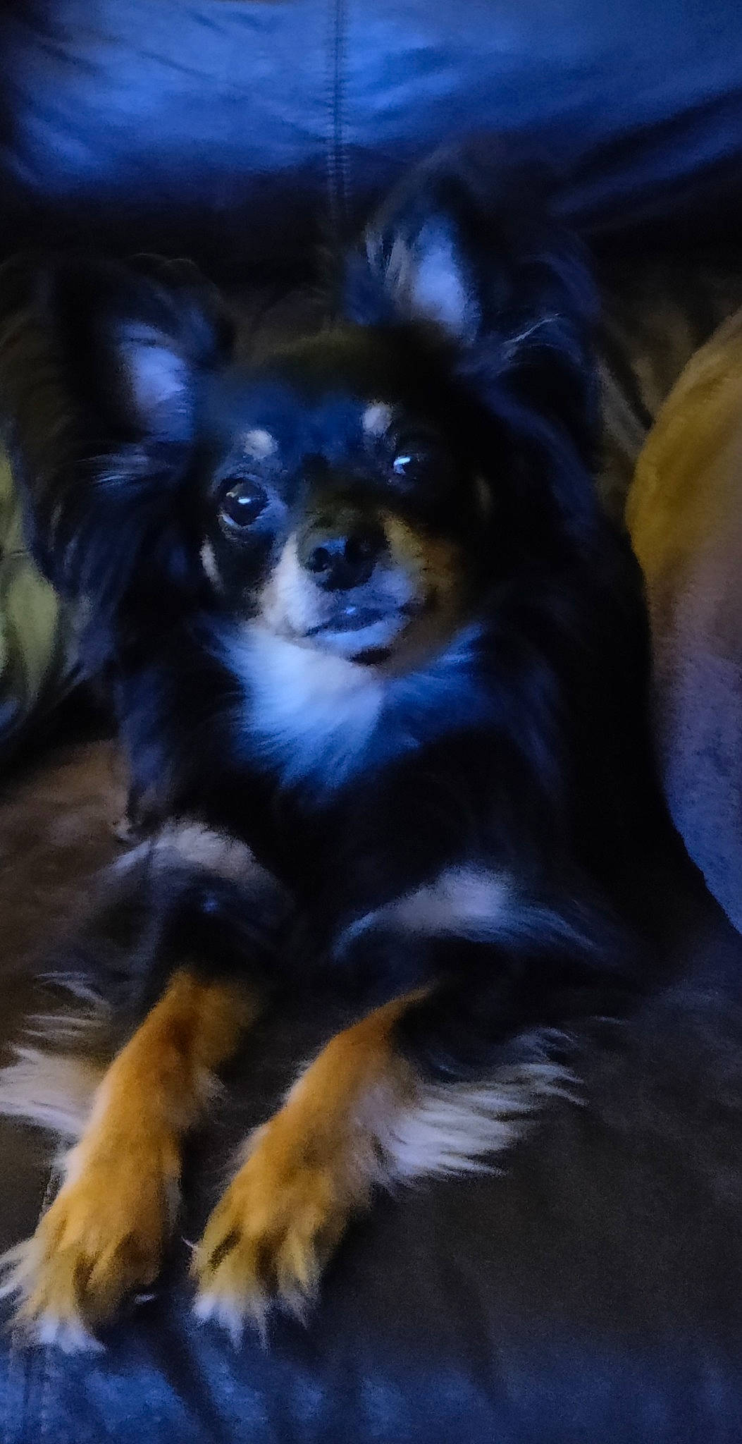 Benny joined the competition — help win amazing prizes! canidae, carnivore, companion_dog, darkness, dog, dog_breed, electric_blue, fawn, fur, puppy, snout, sporting_group, terrestrial_animal, toy_dog, whiskers, working_animal, working_dog