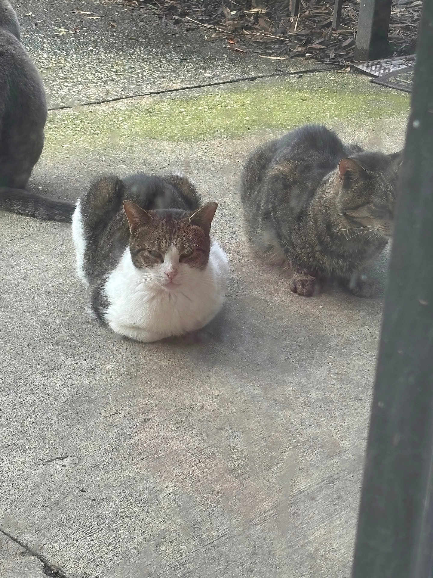 Snowball